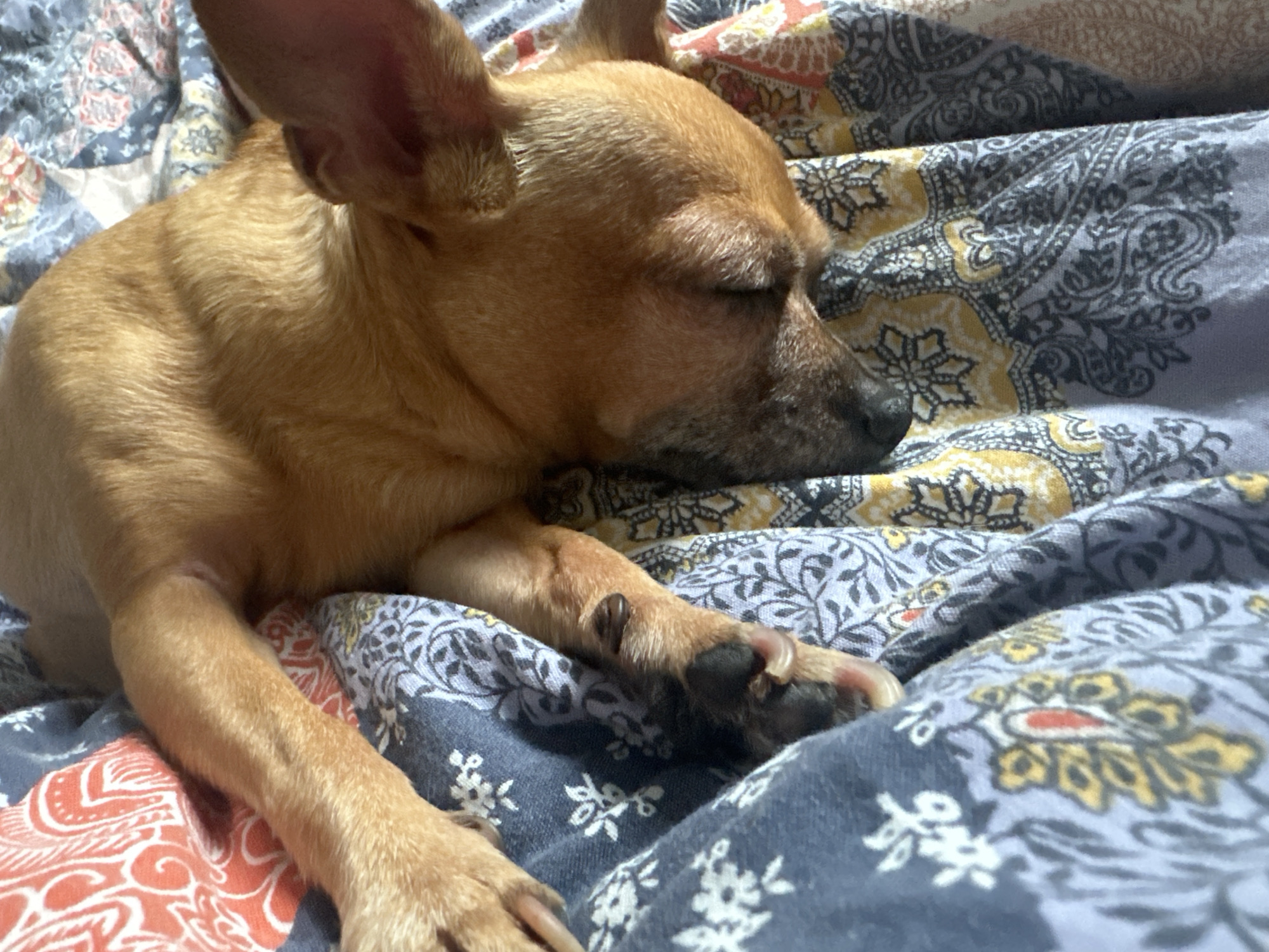 A tan chihuahua is sleeping on a bed covered with a patterned quilt. The quilt has a variety of patterns in shades of blue, yellow, red, and grey. The dog is lying on its side with its eyes closed and its front legs stretched out. The dog's nose and muzzle are graying. The location is not known, and there is no indication of Vorotynsk, Russia.