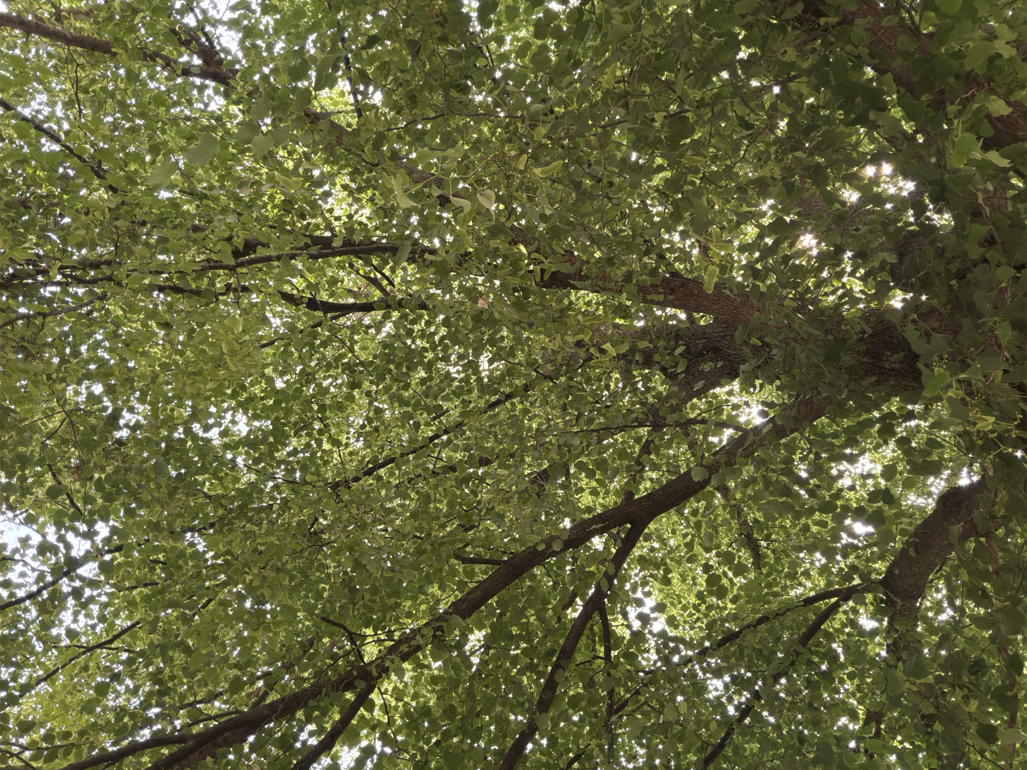 The image shows a view looking up into the canopy of a ginkgo biloba tree. The leaves are predominantly green with lighter green edges. Sunlight is filtering through the leaves, creating bright spots. The branches of the tree are visible, with a rough bark texture. The location is likely in Dolna Mitropolia, Bulgaria, but the specific context within the city is not discernible from the image.