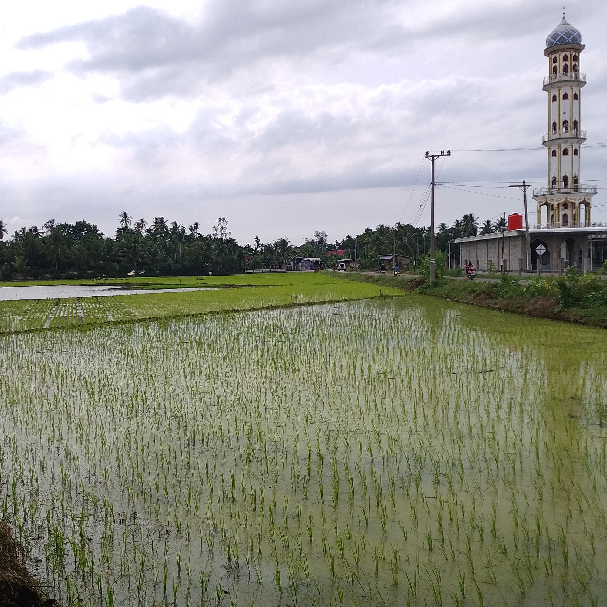 The image depicts a serene rural landscape under a cloudy sky. In the foreground, a flooded paddy field is visible, with rows of young green rice seedlings partially submerged in water. The water reflects the overcast sky, giving it a muted, greenish-grey hue.
To the right of the paddy field, a road runs along the edge, separating it from a built-up area. On this road, several motorbikes are seen, suggesting ongoing activity. Adjacent to the road is a modern mosque with a tall, slender minaret. The mosque is white with decorative gold accents and a patterned dome. Next to the mosque, a building with a grey facade and a prominent red water tank stands.
Beyond the mosque and the building, a dense line of tropical trees, including palm trees, forms the backdrop. Further into the distance, several houses with red roofs are nestled amongst the trees, indicative of a small village. The overall impression is one of a peaceful, agricultural community with a significant religious landmark. The location is specified as Unknown, Unknown.