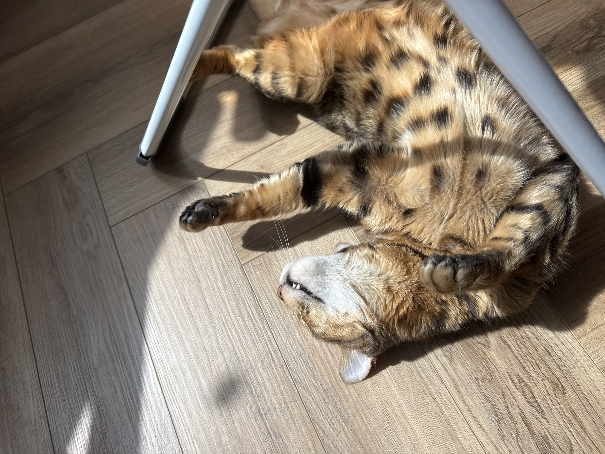 A Bengal cat is lying on its back on a light-colored wooden floor, basking in a sunbeam. The cat is facing upwards with its mouth slightly open, revealing its teeth and a pink tongue. Its paws are extended and one hind leg is bent. The cat has distinctive spotted fur in shades of orange and black. A white cylindrical object, possibly a furniture leg, runs diagonally across the lower right portion of the image. Shadows from an unseen object are cast on the floor, creating a striped pattern.