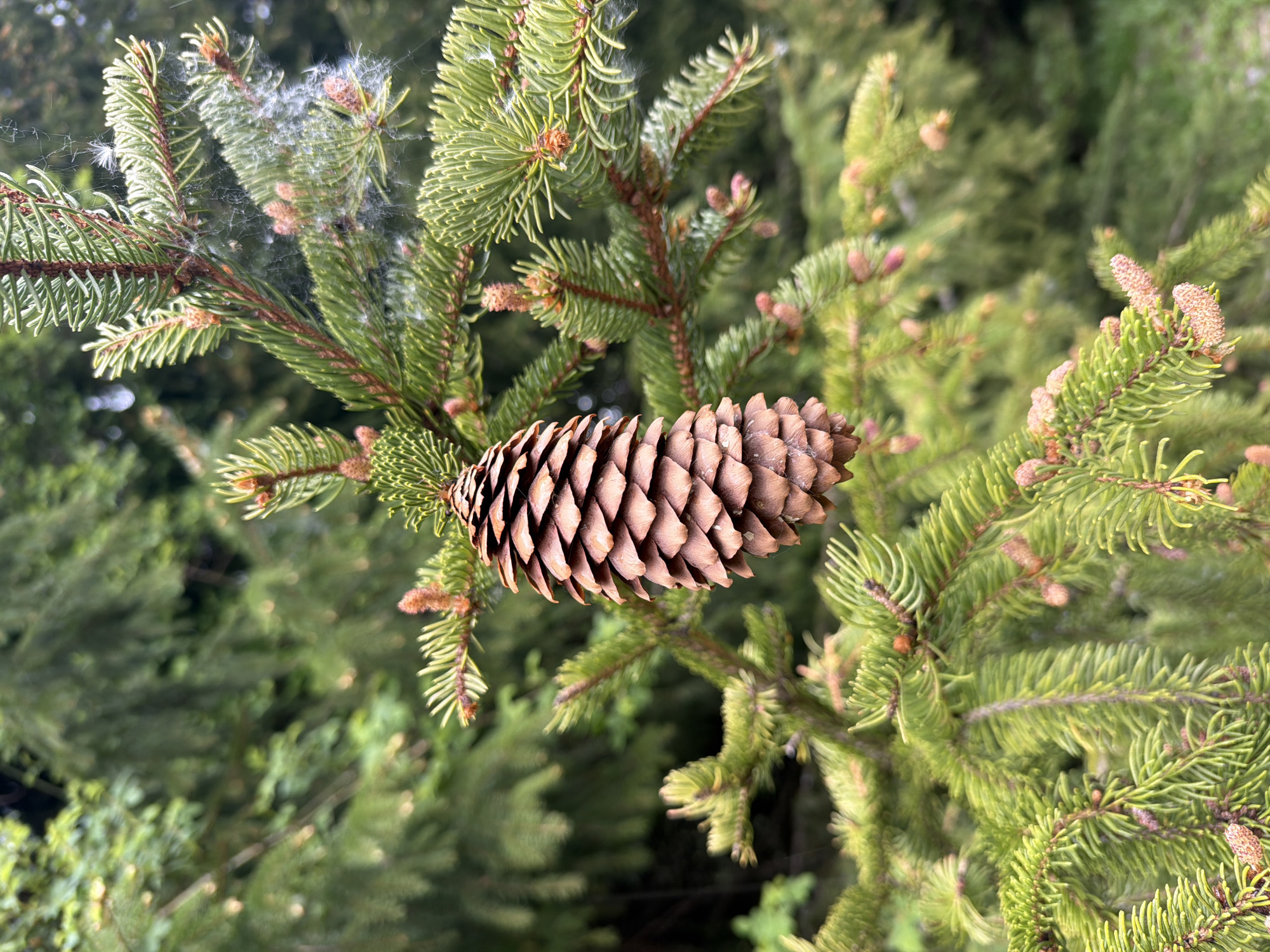 The image depicts a close-up shot of a pine cone hanging from the branch of a coniferous tree. The needles of the tree are a vibrant green, and the pine cone itself is brown and scaly. The background is a blur of other green trees, suggesting a forest environment. There is also a small amount of what appears to be a spider web with cottonwood seeds caught on the branch above the pine cone. There is no indication that the image was taken in the specific city of Рилски манастир, Bulgaria, in this image.