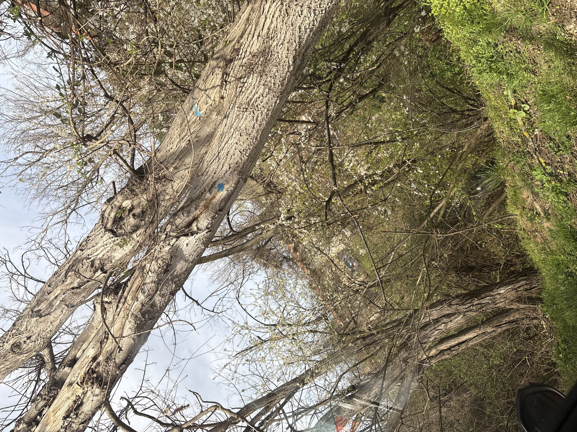 The image depicts a view upwards into a cluster of trees, possibly located in Teteven, Bulgaria. A thick-trunked tree with textured bark dominates the left side of the frame. Blue markings are visible on its trunk. The tree branches extend outward, partially obscuring the sky. Other trees, some with sparse white blossoms, are interspersed throughout the scene. Green grass and foliage are visible on the right edge. A portion of a vehicle, potentially a car, is visible in the lower right corner.