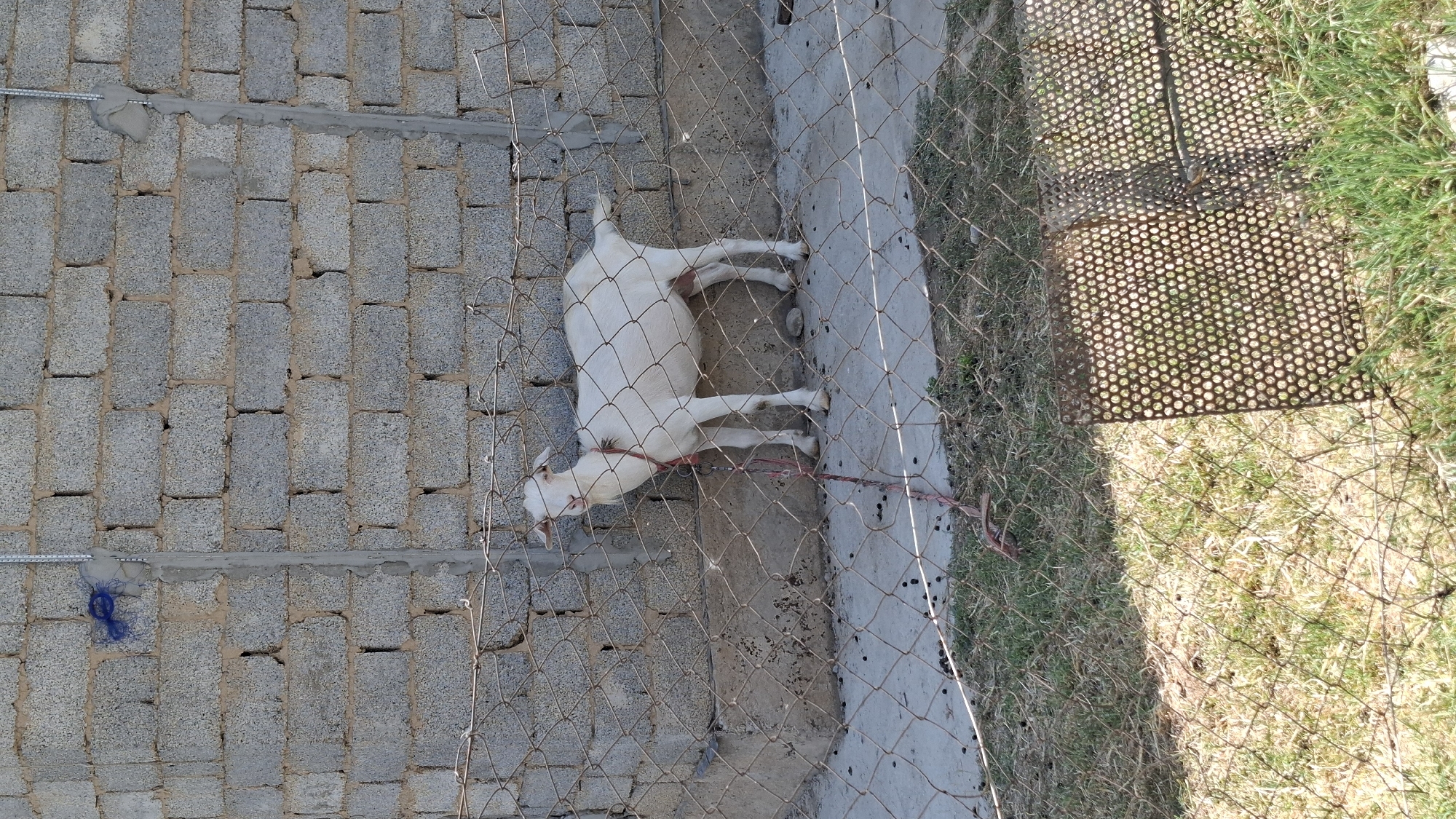 A white goat stands behind a chain-link fence in an outdoor enclosure. The goat is facing forward, with its head turned slightly to the left, and is wearing a red collar. Behind the goat is a concrete wall constructed of cinder blocks. The ground in front of the goat is paved, and beyond the fence, there is dry grass and a patch of green grass. A few dark, round objects, possibly animal droppings, are scattered on the paved ground. The image appears to have been taken in Шұбарсу, Kazakhstan, though this location cannot be definitively confirmed from the image alone.