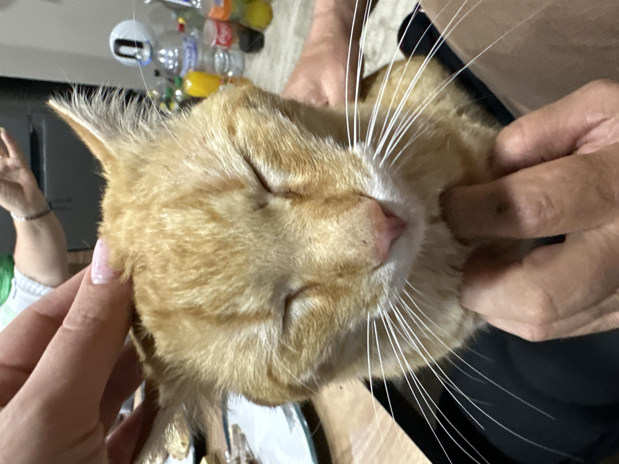 A close-up shot of an orange tabby cat being pet by two people. The cat has its eyes closed and appears relaxed. One person has fair skin with a clear coat manicure and the other person has fair skin with a wrinkled appearance. The background contains plastic bottles and other indiscernible objects. The location is not discernible from the image.