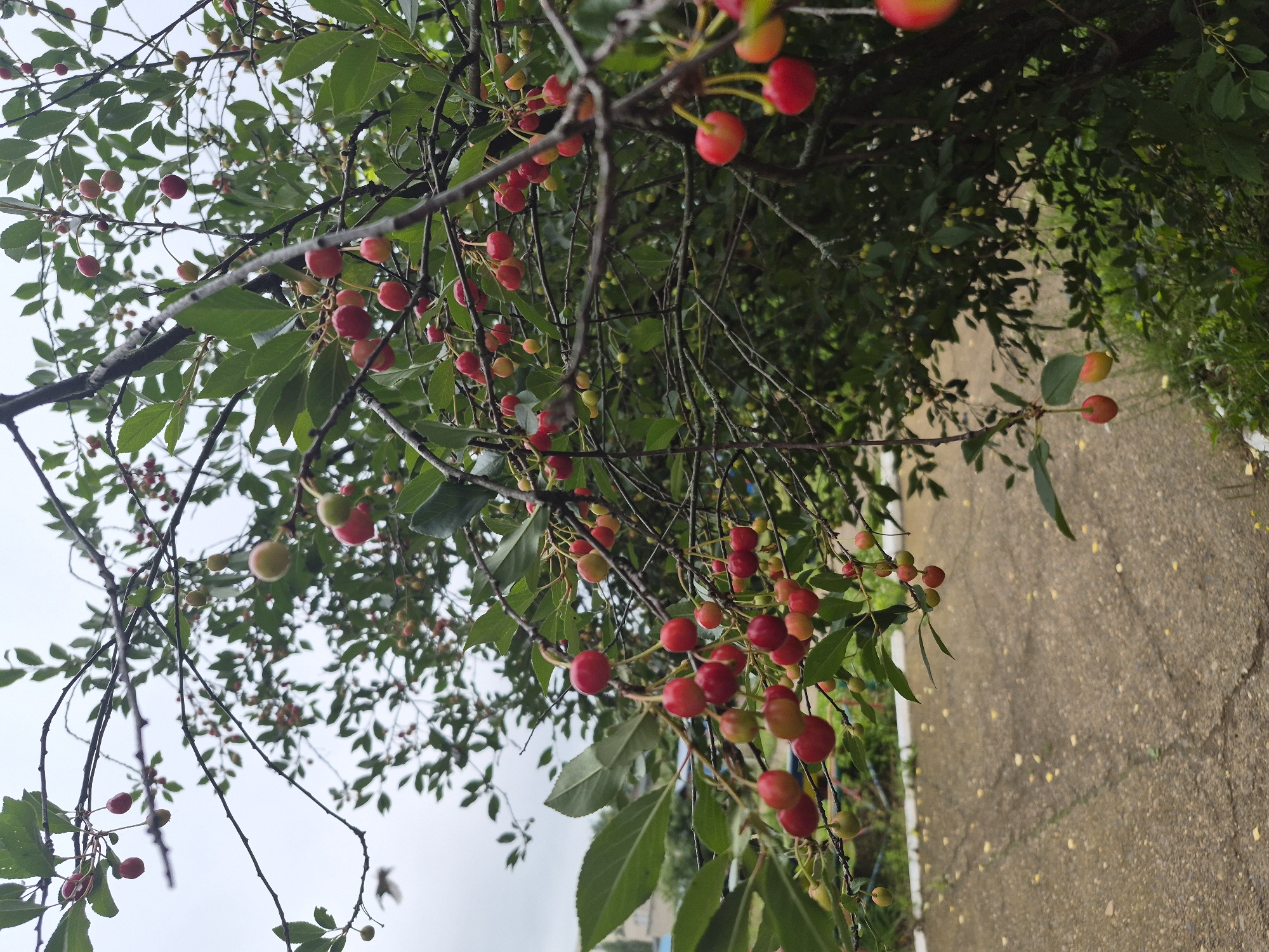 This is a close-up, low-angle shot of a cherry tree laden with ripe red cherries. The tree branches are dark and somewhat bare, contrasting with the vibrant red and green of the fruit and leaves. The cherries are clustered together on thin stems, with some showing a transition from green to red, indicating they are ripening.
In the background, a grey, cracked paved surface, likely a sidewalk or path, is visible, with some scattered yellow leaves. To the right, the scene transitions to green foliage and a hint of a building with light-colored walls under a bright, overcast sky. The overcast sky suggests it could be daytime, possibly late afternoon or early morning given the soft light. There is no text visible in the image. The overall mood is one of abundance and the natural beauty of a fruit-bearing tree. The location context is Chaikovsky, Russia.