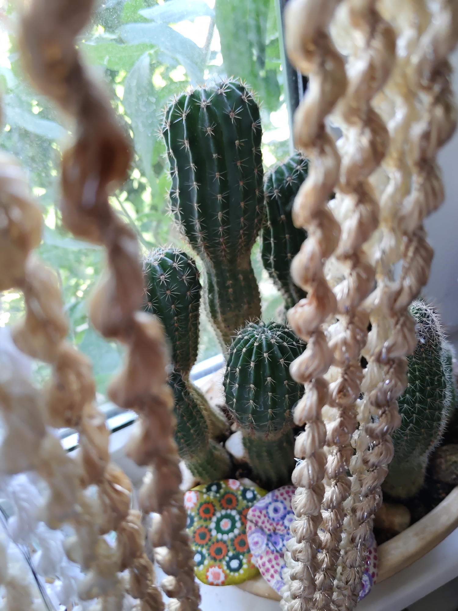 A close-up, shallow depth of field shot captures a collection of potted cacti on a windowsill. The foreground is dominated by two blurry, twisted hanging decorative strands made of light-colored material. In the mid-ground, several green cacti with sharp spines are visible. The largest cactus stands tall in the center, with smaller ones clustered around its base. Two small, round stones painted with colorful mandala-like patterns are placed in front of the cacti, partially obscured by the hanging strands. The background consists of blurred green foliage, suggesting an outdoor environment seen through the window. The scene is illuminated by natural light filtering in from the window. The image does not contain any information about the city of Rostov-on-Don, Russia.