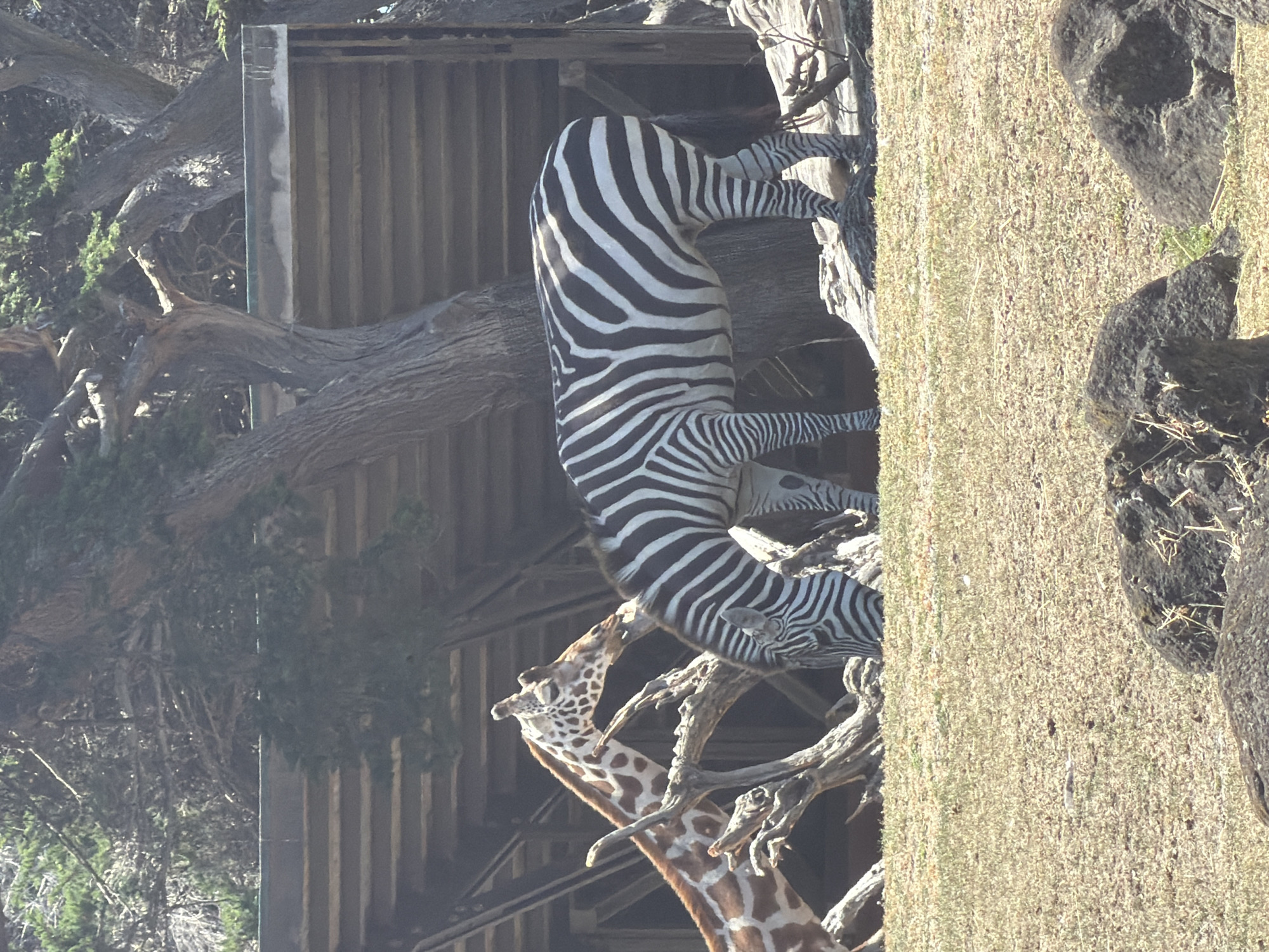 The image shows a zebra and a giraffe grazing in an enclosure, possibly at the San Francisco Zoo. The animals are positioned in the foreground of the frame, with the zebra in the center and the giraffe to its left. They appear to be interacting subtly, with the giraffe's head angled towards the zebra. The background consists of a wooden structure, possibly part of an exhibit or shelter, and several trees with gnarled branches. The ground is covered in dry grass and scattered rocks. The lighting suggests it is daytime with direct sunlight casting shadows.