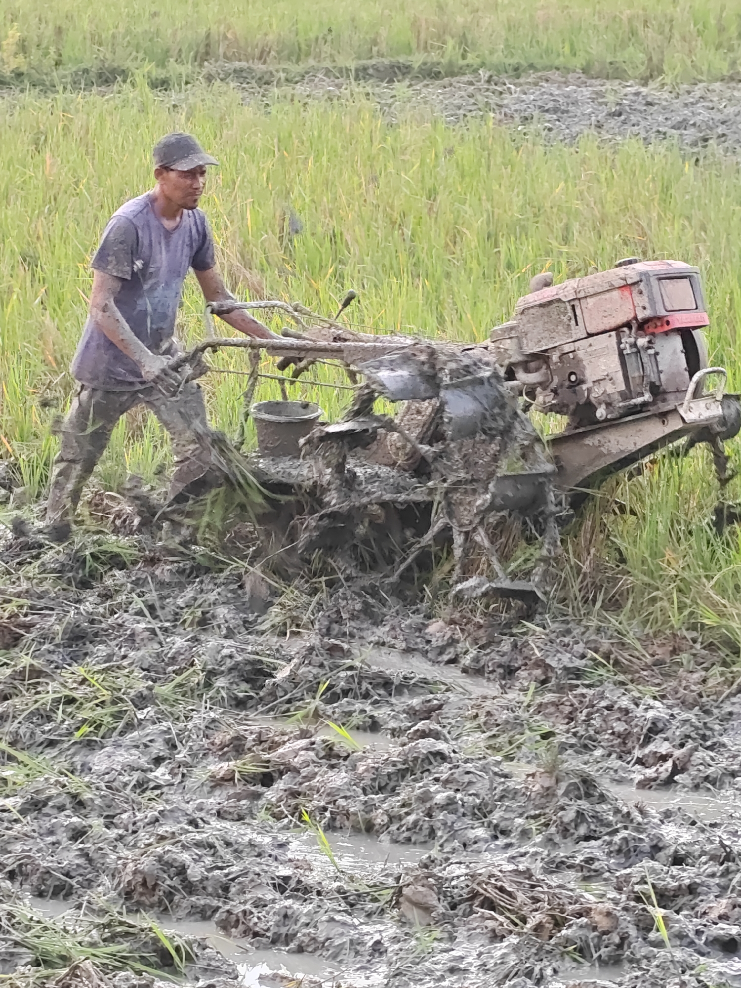 A person, wearing a cap and a purple t-shirt, is plowing a rice field in Meunasahalue, Indonesia. The person is covered in mud, as are their clothes and boots. They are operating a tiller, which is also covered in mud and appears to be digging into the soft, wet ground. The field is covered in mud and water, with some green rice stalks visible. The background is a blur of green vegetation, suggesting more rice fields or other agricultural land. The sky is overcast, casting a soft, diffused light on the scene.