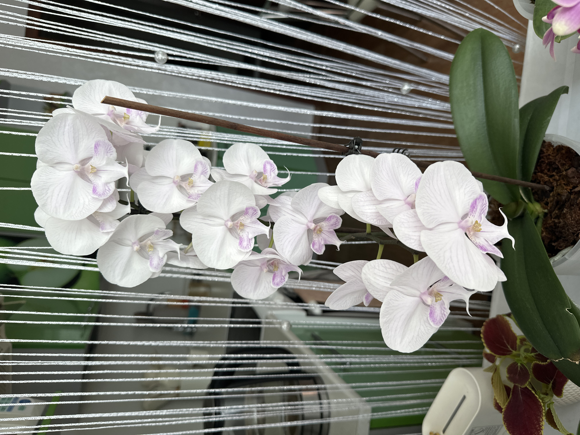 This is a close-up, eye-level shot of a white orchid with pink accents on its petals, displayed indoors. The orchid is the primary subject, with multiple blooms and large green leaves visible. Behind the orchid, a decorative beaded curtain hangs, reflecting light and creating a blurred background. To the left of the orchid, a plant with deep red and green leaves is partially visible, along with a white plastic container. The scene suggests a domestic setting, possibly a home or office, in Bratsk, Russia. No people are present in the image.
