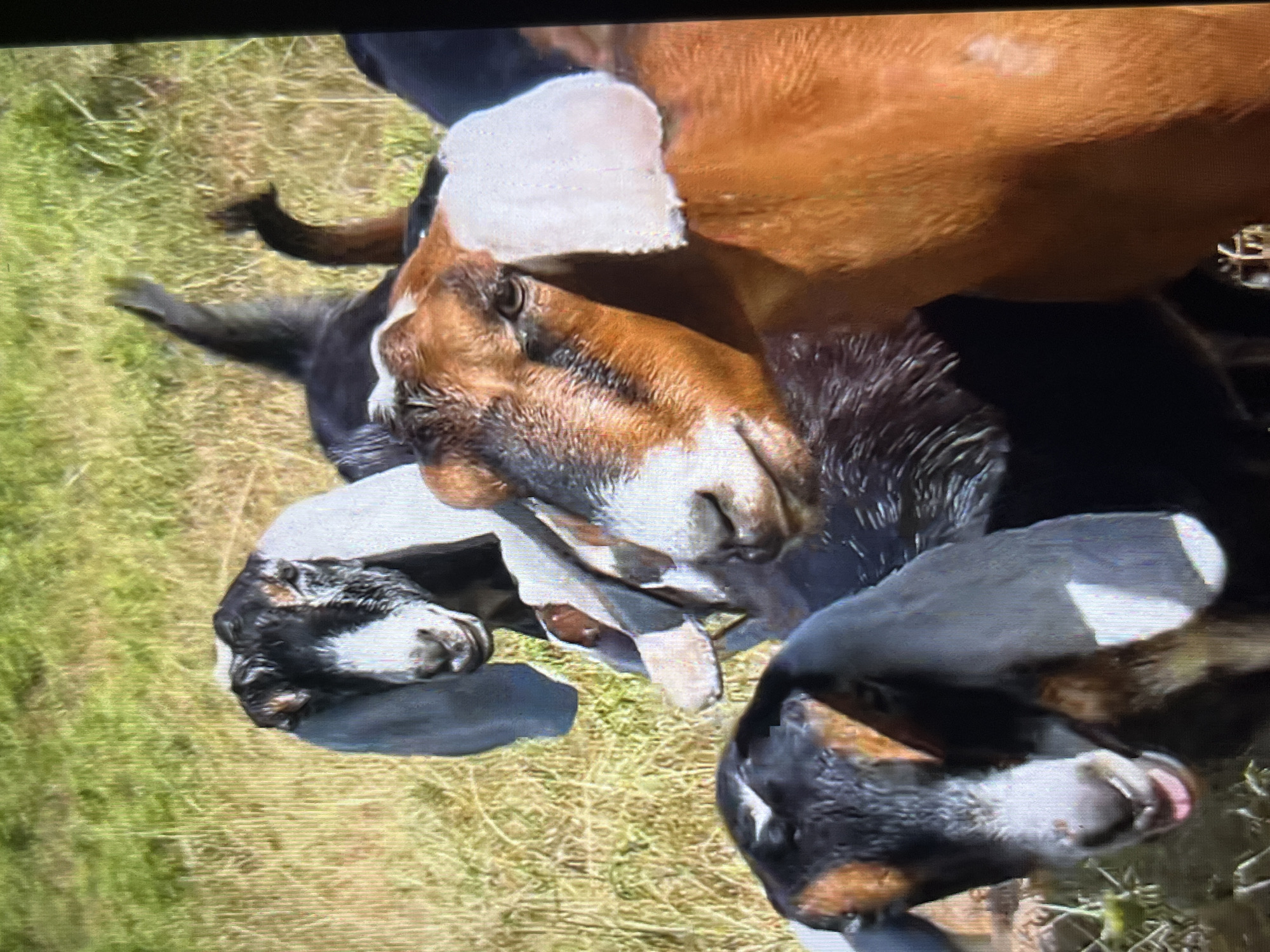 The image shows a group of goats in a grassy area. There are at least three goats visible, with one predominantly brown goat and two black and white goats. The goats appear to be close together, possibly interacting or resting. The background consists of green grass and dry vegetation. The location of the image is Tinaquillo, Venezuela.