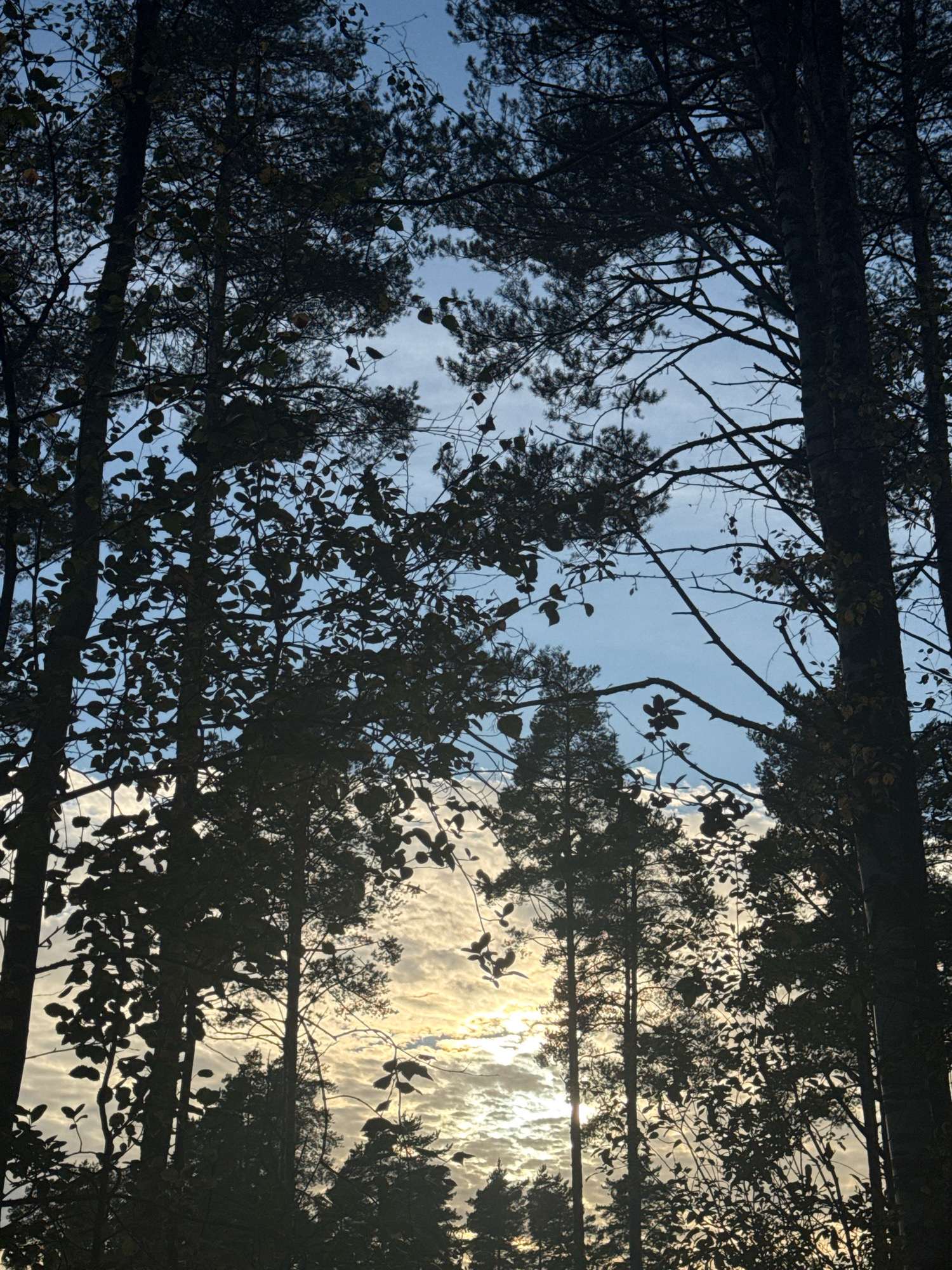 The image depicts a view through silhouetted trees looking up at a sky filled with clouds and sunlight. The trees, primarily pine and deciduous varieties, are dark against the bright sky. The setting appears to be a natural environment, consistent with a dacha or garden area like those found in Им. Луначарского Снт, Russia, particularly during sunrise or sunset given the lighting. There are no people or animals visible in the frame. The ground is not visible, with the focus entirely on the canopy and the sky.