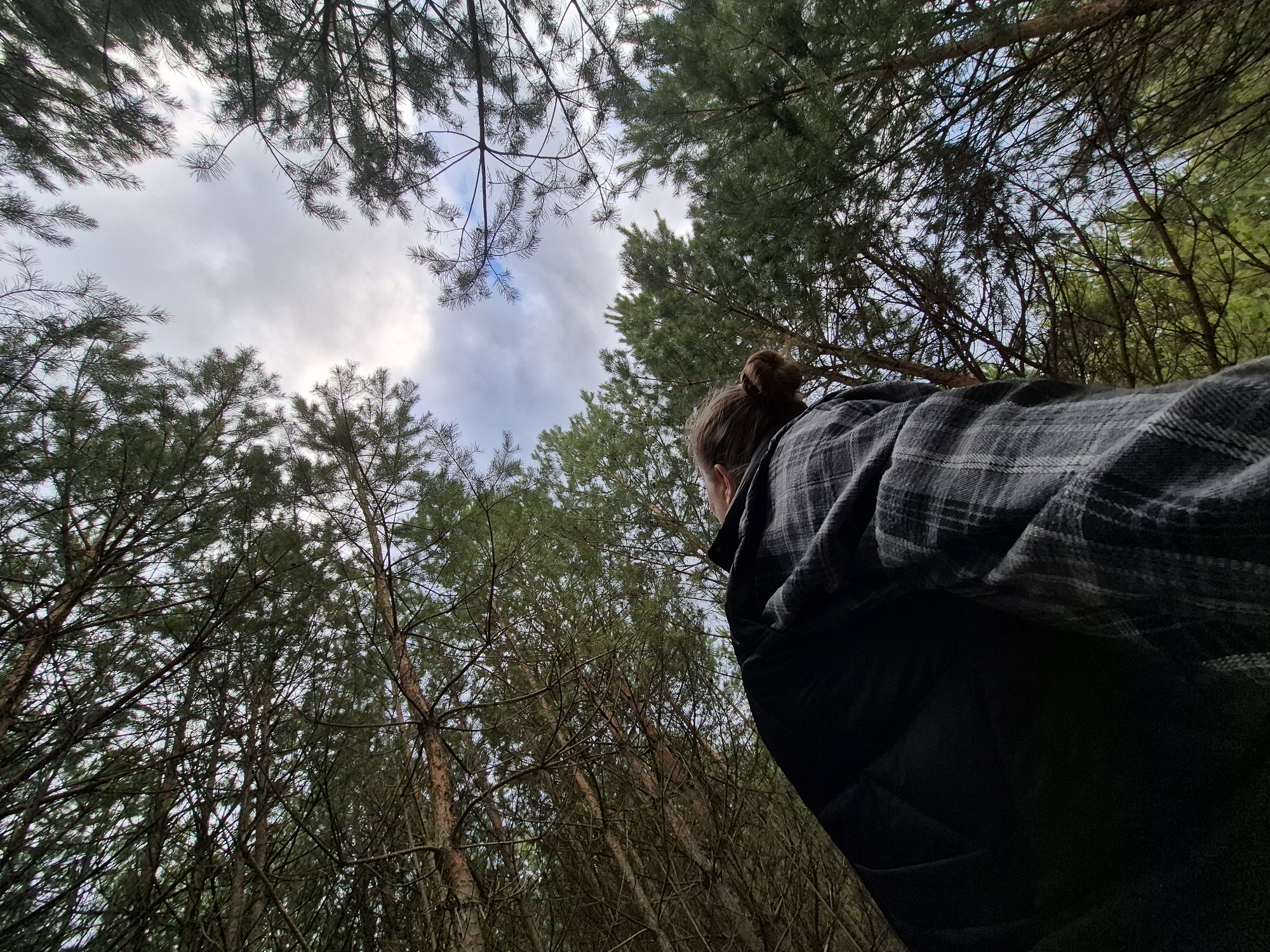 The image presents a low-angle view from within a pine forest in Chaikovsky, Russia, looking upwards towards the sky through the tree canopy. In the right foreground, a person is visible from the chest up, with their back turned towards the camera, looking intently upwards. They have brown hair gathered in a bun and are wearing a dark plaid shirt over a dark, possibly padded, jacket.
The surrounding scene is dominated by numerous tall pine trees, their straight trunks and needle-covered branches reaching high into the frame. The dense foliage creates a natural frame around the sky, which appears overcast or partly cloudy, with areas of brighter white and faint hints of blue visible through the gaps in the trees. The light suggests it is daytime, under a muted, diffused sky. The person appears to be engaged in observing the intricate patterns of the tree branches or the sky above, fostering a sense of peaceful contemplation or exploration within the natural setting. No text is visible in the image.