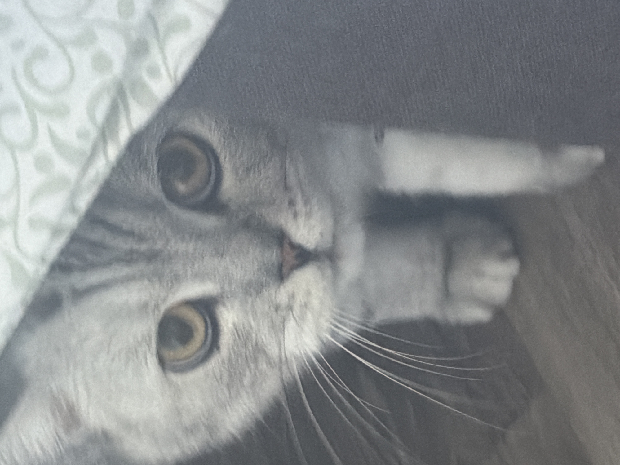 The image shows a close-up of a domestic cat's face peeking out from under a light-colored, patterned fabric, possibly a blanket or sheet. The cat is gray with dark tabby markings around its eyes and forehead. Its eyes are wide open and appear to be a golden-yellow color. The cat's whiskers are prominent and extend outwards. A portion of the cat's paw is visible on the right side of the frame, appearing light gray and fluffy. The background consists of the patterned fabric on the left and a darker, textured surface on the right, which might be furniture or another textile. The lighting suggests it is indoors, with the light source coming from the left and casting a slight shadow. The overall impression is of a curious or playful cat partially hidden. There is no visible text in the image.