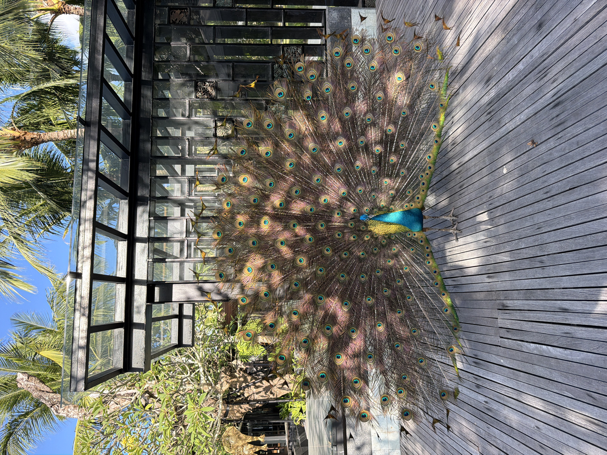 A magnificent peacock is captured in full display on a wooden deck in Kuta Selatan, Indonesia. The bird is the central focus, positioned on the right side of the frame, with its iridescent blue and green body complementing its spectacular fanned tail feathers. These long train feathers are elaborately spread out, showcasing their rich brown, green, and blue hues, adorned with numerous distinct "eyespot" patterns.
The peacock stands on a light-colored wooden deck, made of parallel planks, which extends across the foreground and right side of the image. Subtle patterns of sunlight and shadow on the deck indicate bright, clear weather conditions, suggesting it is daytime, possibly mid-morning or afternoon. To the left of the peacock, a contemporary architectural structure is visible, characterized by dark, geometric frames holding glass panels that reflect the surroundings. Beyond this structure, lush tropical vegetation fills the background, dominated by tall palm trees with their vibrant green fronds set against a clear blue sky. Smaller, leafy plants are also seen closer to the structure. There is no visible text in the image. The scene conveys the natural beauty of the peacock's courtship display within a serene, tropical resort-like environment.