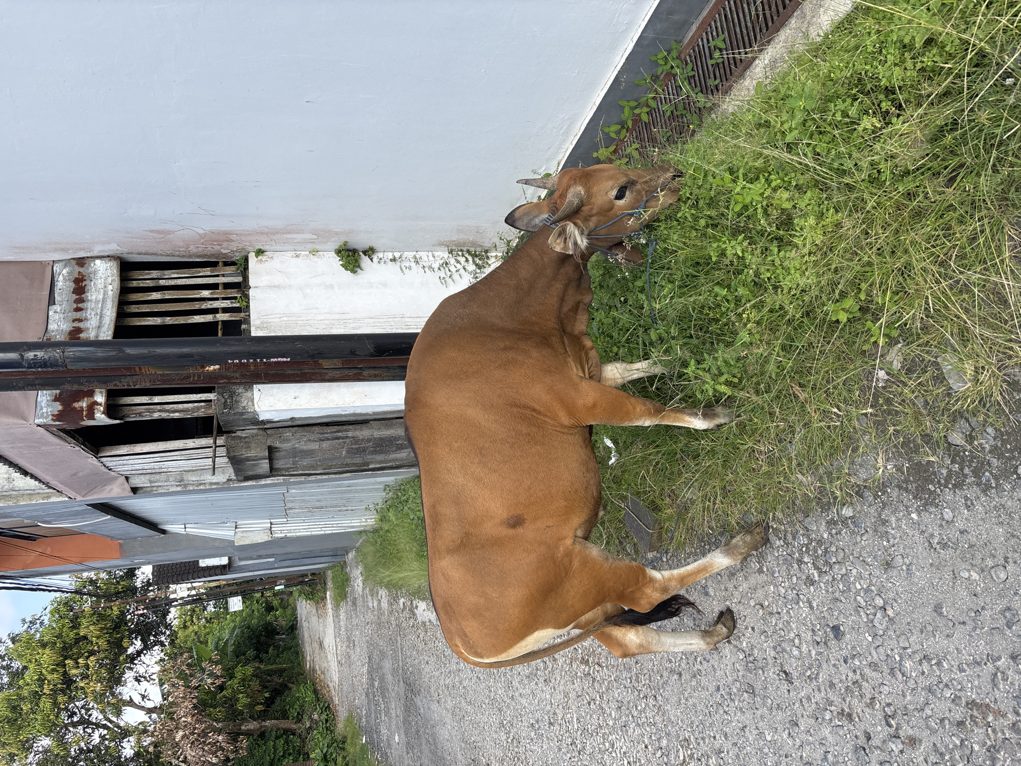 A brown cow with a blue rope around its neck is lying down and eating grass on the side of a road in Ungasan, Indonesia. The cow is positioned next to a white wall and a metal grate. A building with metal roofing and wooden elements is visible behind the cow. The road is paved with gravel. In the background, trees and a cloudy sky can be seen.
