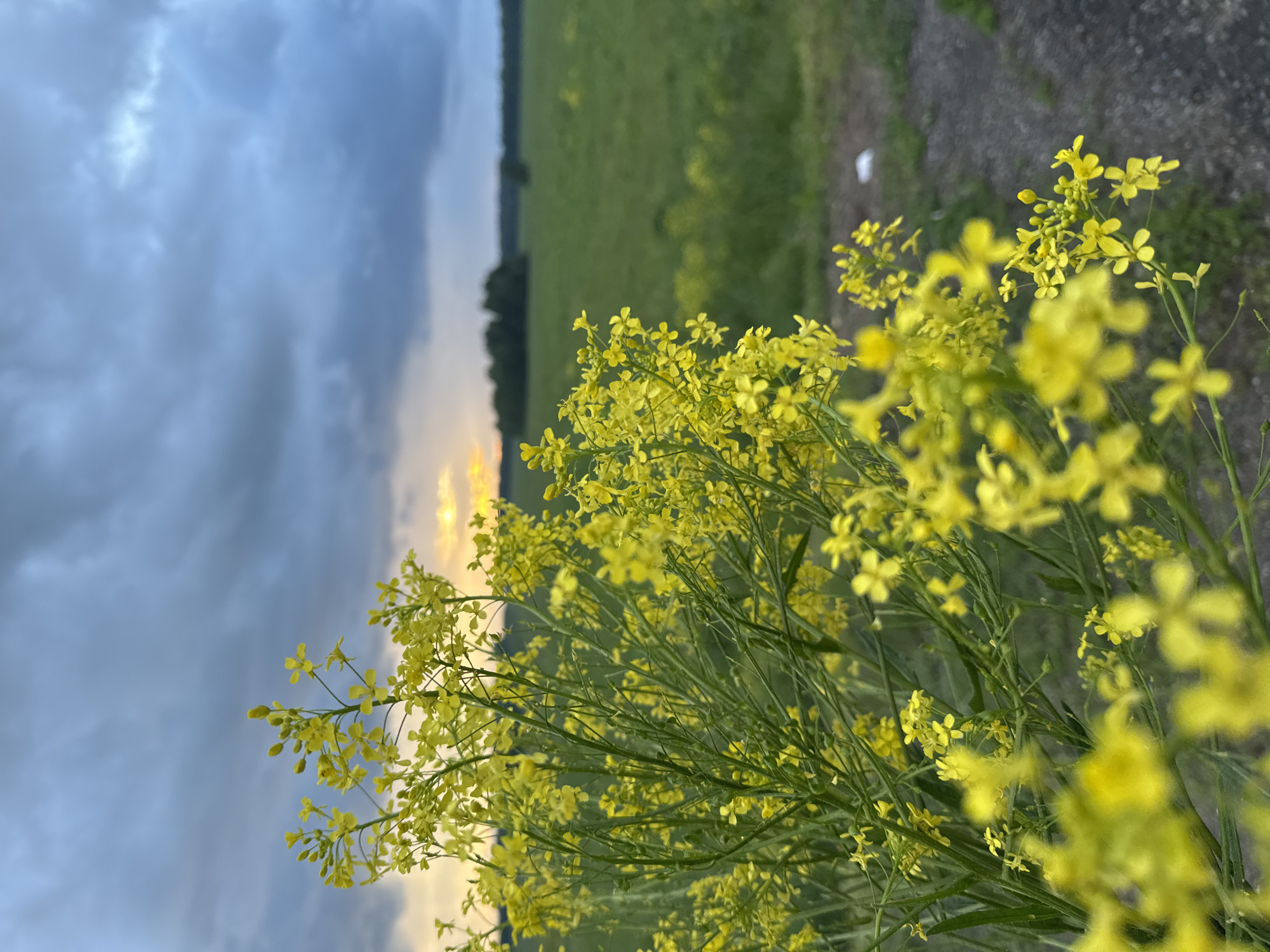 In a field near Polozovo, Russia, the foreground is dominated by a cluster of vibrant yellow wildflowers. The flowers are small and delicate, with multiple blooms clustered on thin green stems. The stems are tall and appear to be growing in a wild, untamed manner. The background is a blur of green, suggesting a vast field stretching into the distance. The sky above is dramatic, with dark, heavy clouds tinged with the warm glow of a sunset breaking through. A hint of a tree line is visible on the horizon, further emphasizing the rural setting. The overall impression is one of natural beauty and the serene atmosphere of the countryside.