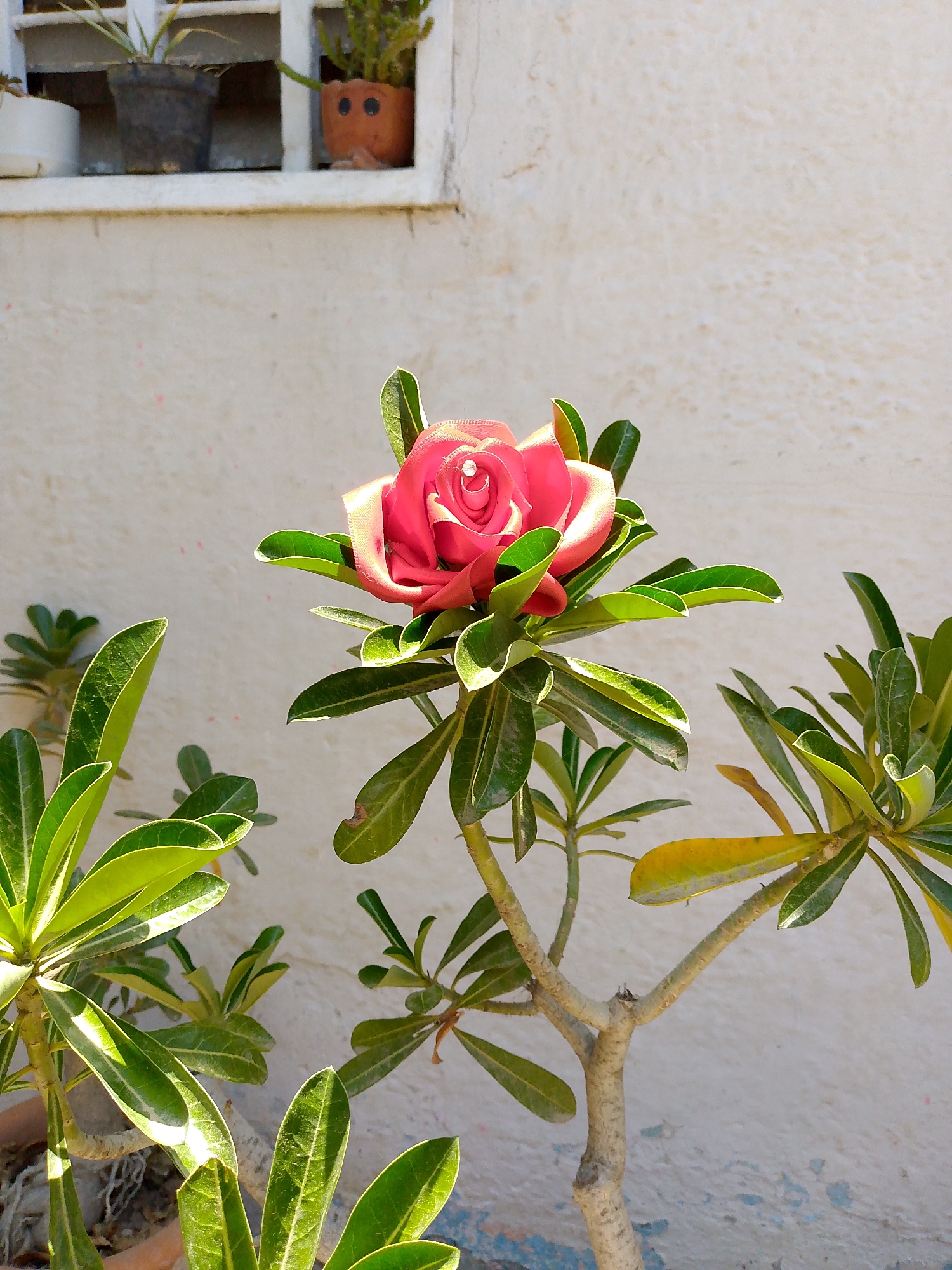 The image shows a red artificial rose with a pearl-like adornment, placed atop a small desert rose plant with green leaves. The plant is potted, and another similar plant is visible to the left. Behind the plant, there is a white wall, and at the top left corner of the image, there is a window with potted plants on the sill. The background wall appears to be textured. The location in the city of Juan Griego, Venezuela, is not evident from the image.