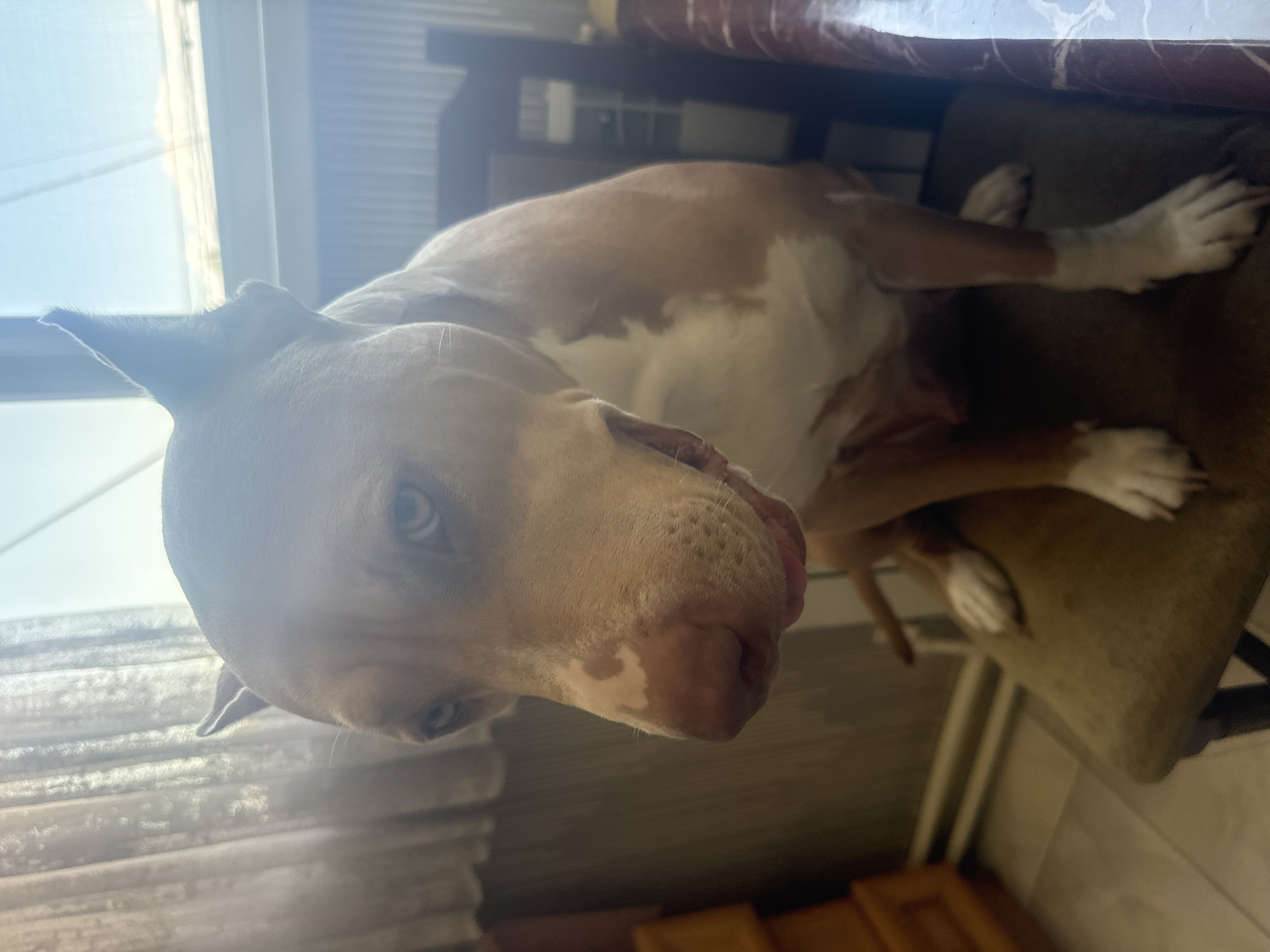 A light brown and white pit bull dog with blue eyes sits on a dark brown chair indoors, near a window with sheer white curtains. The dog is looking down and to the left with its mouth slightly open. To the left of the dog, a portion of a wooden dresser is visible. Behind the dog, a dark wooden chair and a table with a marbled surface are present. The background suggests an indoor residential setting in Metsamor, Armenia.