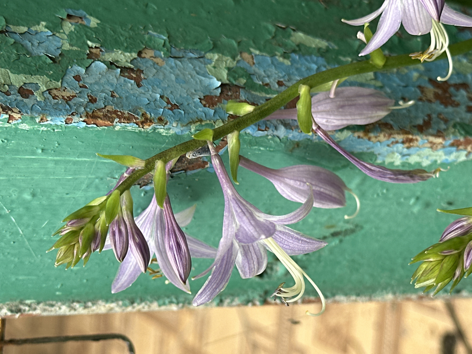 The image shows a close-up of a flowering plant with pale purple and white bell-shaped flowers and green buds. The plant stem is green and has small green leaves. The background consists of a teal-colored surface with peeling blue and rust-colored paint, suggesting an outdoor environment, possibly a weathered wall or structure. There is also a hint of a textured, beige surface to the left of the plant. The overall impression is one of natural elements juxtaposed with decay or aged urban infrastructure. The image was taken in Yessentuki, Russia.