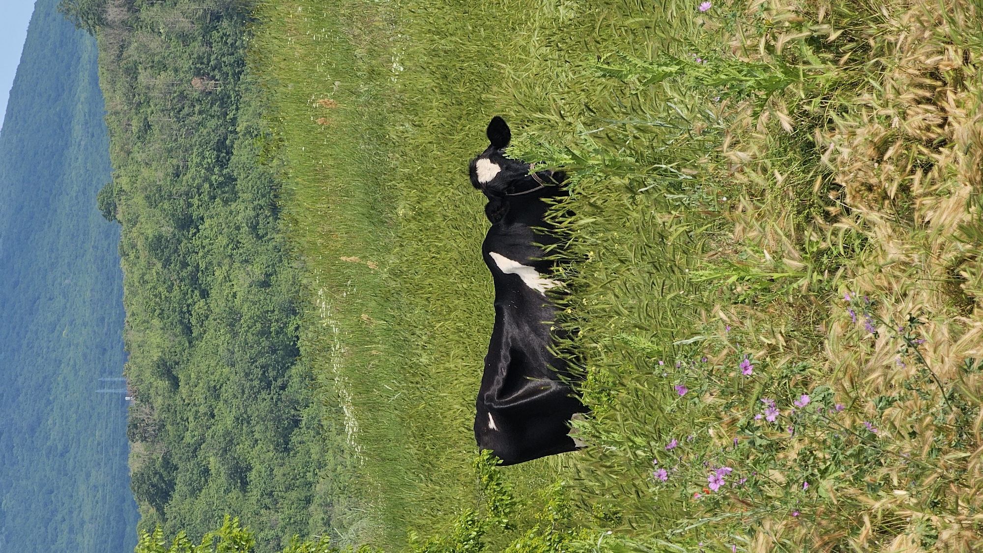 A black and white cow, featuring a prominent white heart-shaped marking on its forehead and additional white patches on its body, is situated in a field of tall, mixed green and golden grasses. The animal is positioned low within the dense vegetation, facing slightly to the right with its head turned towards the viewer, and appears to have a halter or rope around its head. Scattered small purple and white wildflowers are visible among the grass in the foreground. In the midground and background, rolling hills densely covered with green trees extend under a clear, light blue sky. On one of the distant treelines, two faint, tall, grey columnar structures, likely transmission towers, are visible. The scene is illuminated by bright daylight, with no people present, located in the city of Tsarkva, Bulgaria.