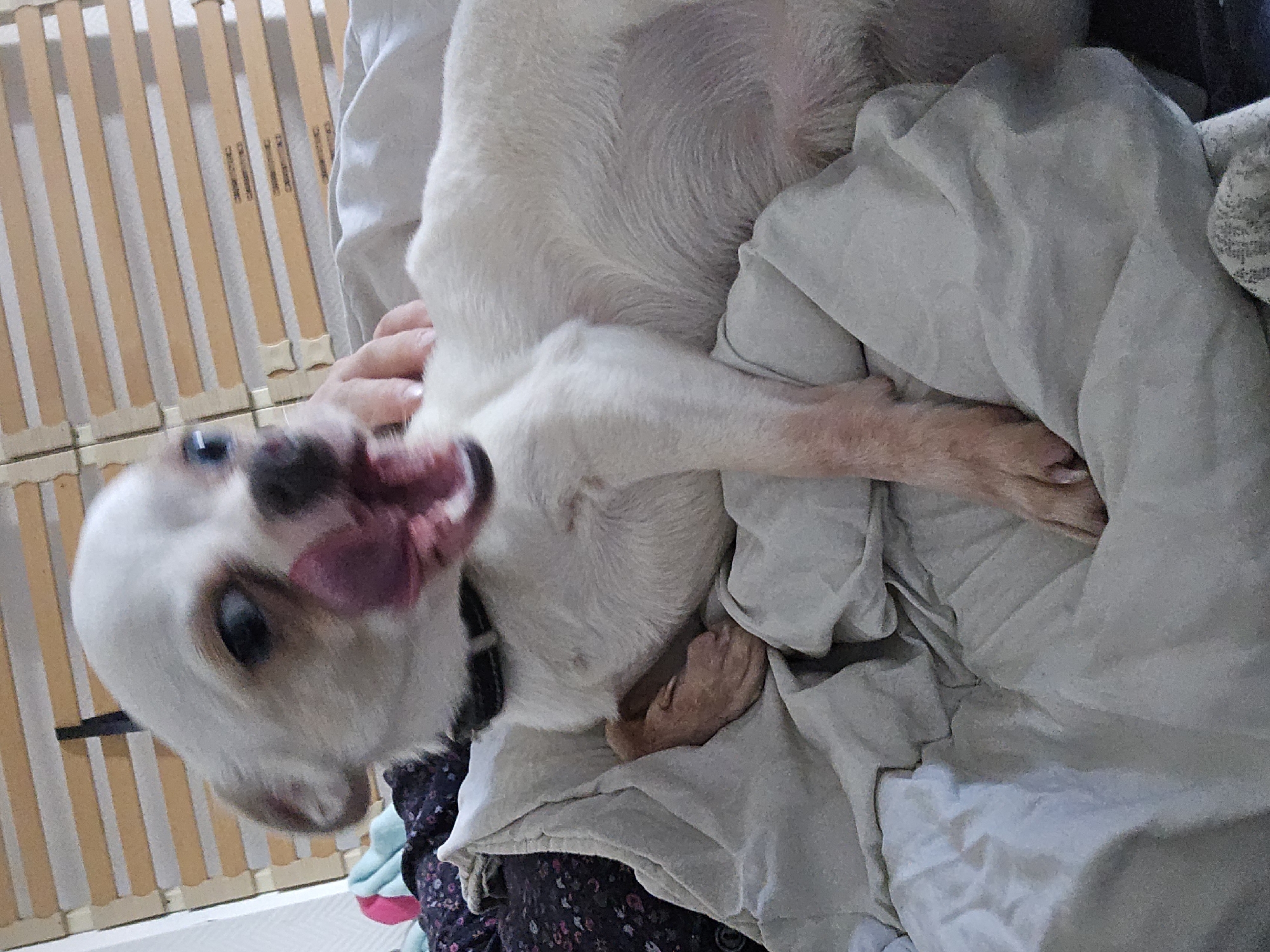 A white dog lies on rumpled light-colored bedding. The dog's head is tilted towards the lower left corner of the frame, its tongue extended. The dog wears a black collar. A hand is visible beneath the dog, presumably holding or petting it. The background includes a wooden slatted structure, possibly a bed frame. The location in Hem, France is unknown.