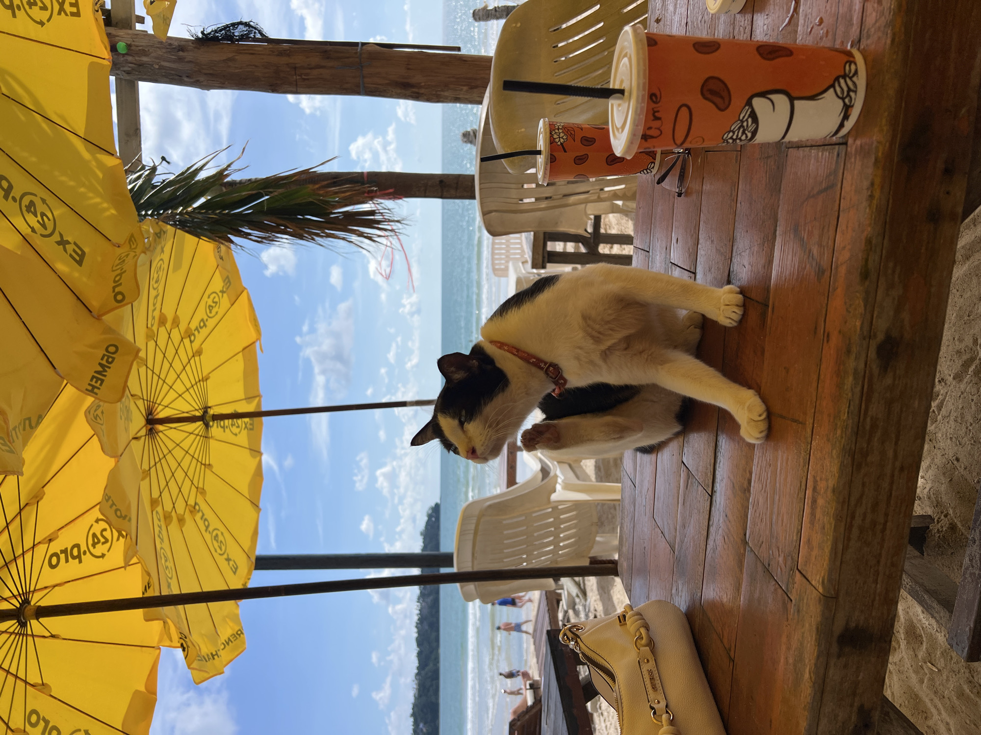 A black and white cat is sitting on a wooden table at a beach cafe. The cat is scratching its ear with its back leg. In front of the cat are two orange plastic cups with black straws, one of which has the word "time" written on it. To the left of the cat is a light-colored purse. In the background, there are yellow umbrellas, white plastic chairs, and the ocean. The sky is blue with some clouds. Several people are visible walking on the beach in the distance.