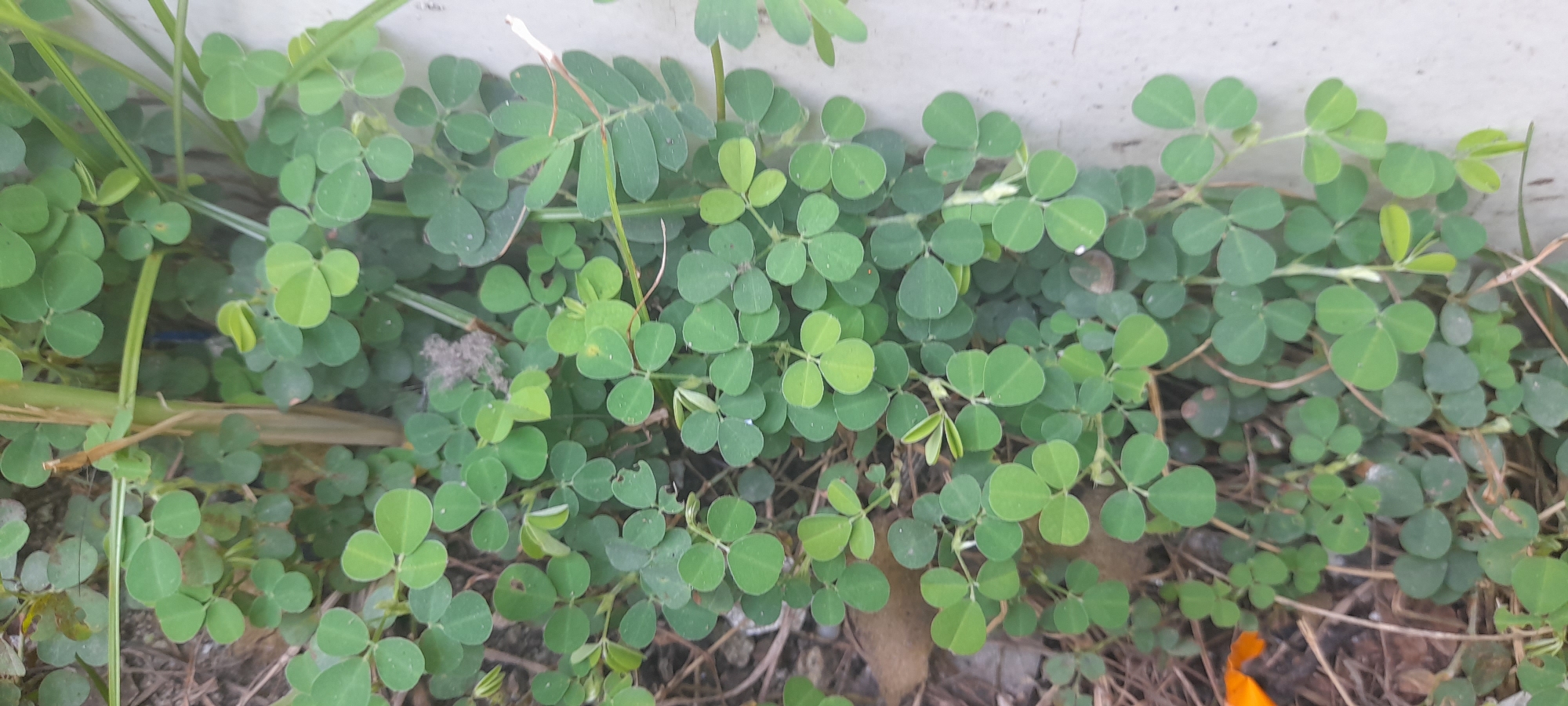 The image shows a patch of green plants with three-leaf clover-like foliage growing near a light-colored wall or surface. Some blades of grass and dry debris are visible among the plants. The image was taken outdoors. The location is Buketteukuh, Indonesia. There are no people visible in the image.