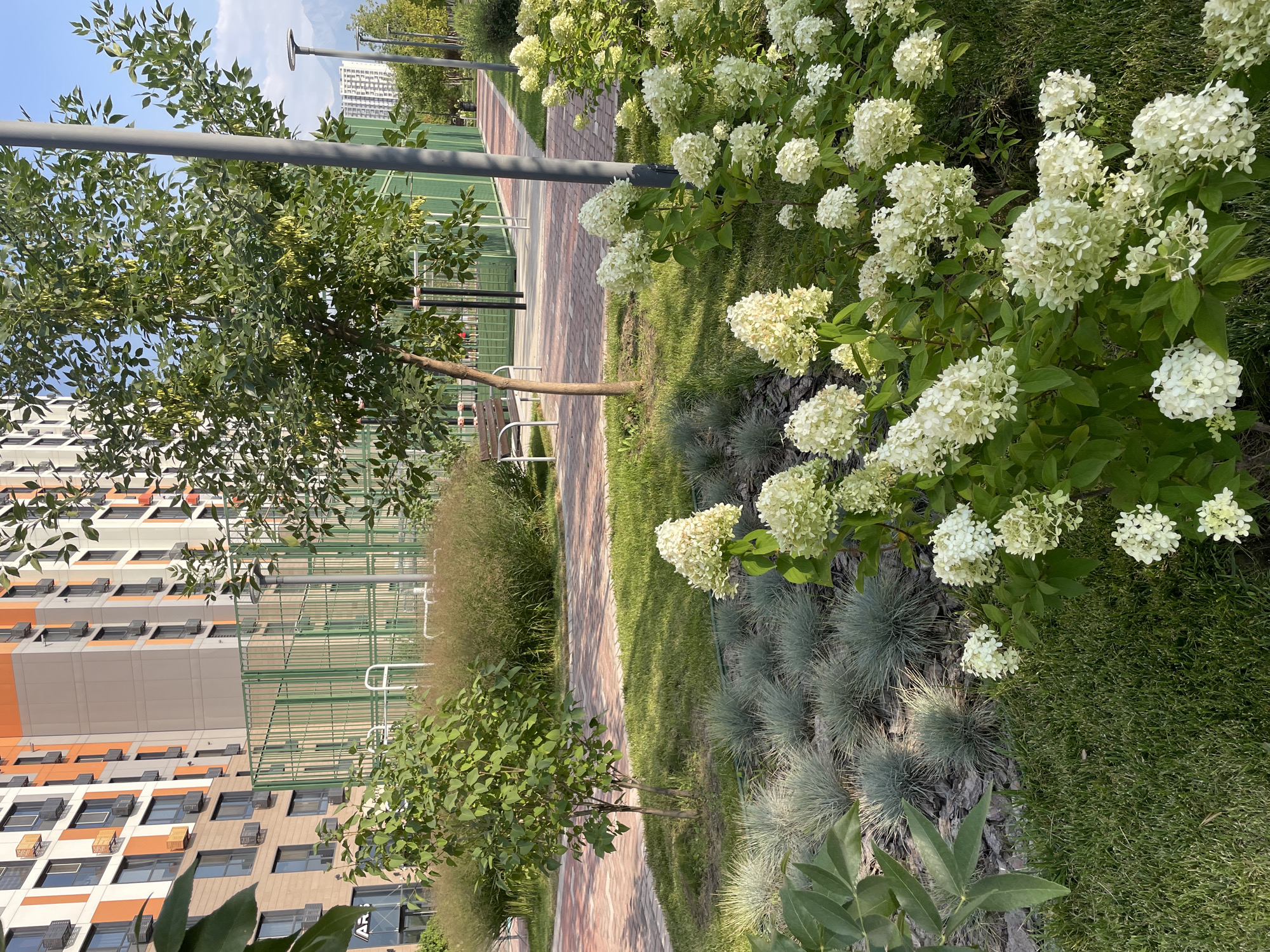The image depicts an outdoor scene in a modern urban residential area. In the foreground, there is a bed of ornamental grass with several clusters of white hydrangeas in bloom. A paved walkway with a reddish-brown brick pattern runs through the middle ground. Beyond the walkway, a multi-story apartment building with a facade featuring alternating bands of white, orange, and gray is visible. To the right of the building, a green fenced sports court or playground is partially visible. A slender tree stands near the walkway, and a park bench is situated in the middle ground. A tall grey lamppost is positioned to the right of the tree. In the background, additional apartment buildings and distant mountains under a clear blue sky can be seen. The overall environment is landscaped with grass, ornamental grasses, and trees, suggesting a well-maintained public space. The scene is set during the daytime, with sunlight casting shadows. The location is identified as Almaty, Kazakhstan. There are no people or animals visible in the image.