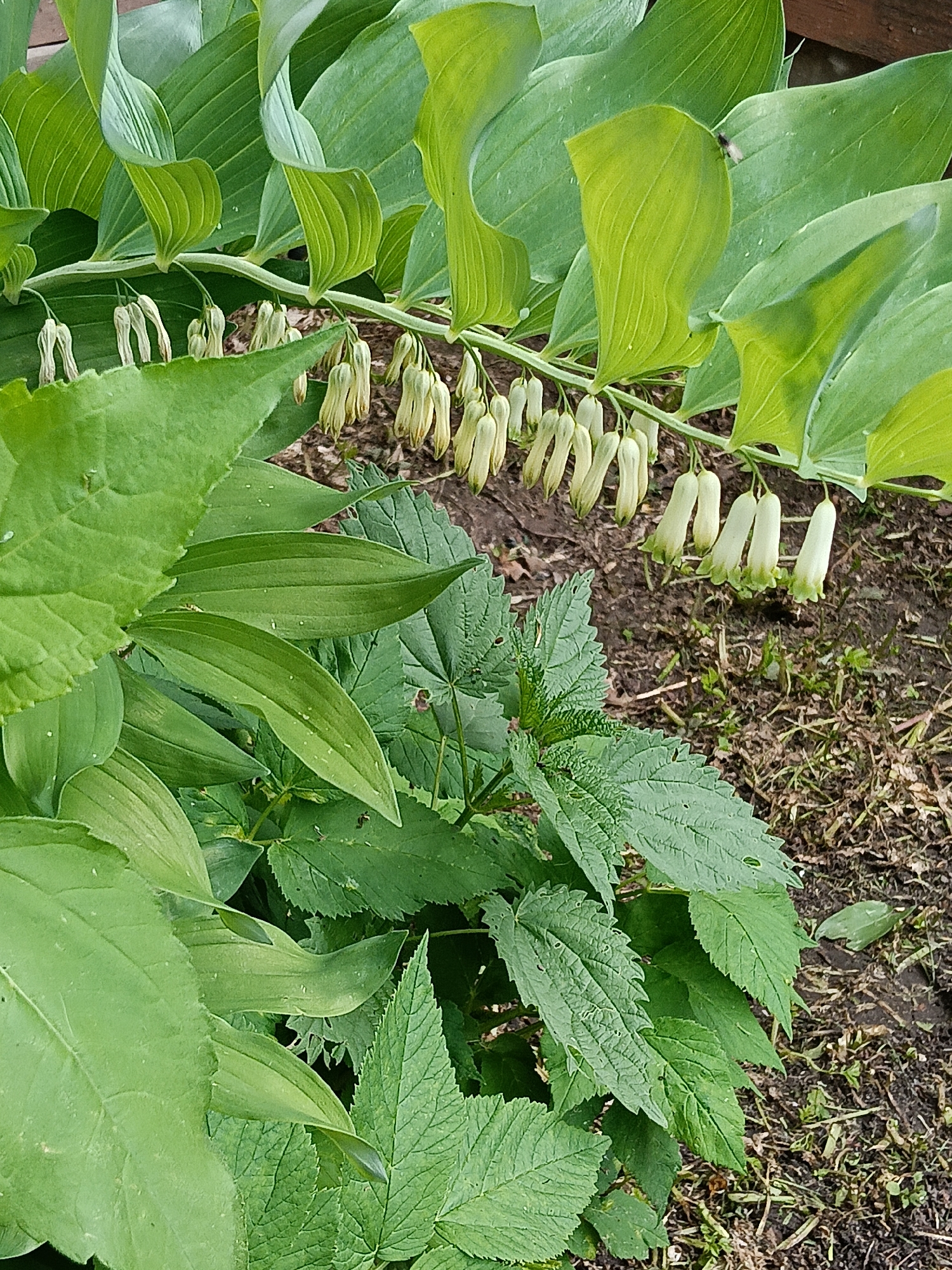 A close-up, vertical photograph captures a vibrant outdoor scene dominated by lush green foliage, set in Красный Маяк, Russia. The upper half of the image features an arching stem of Solomon's Seal, likely a *Polygonatum* species, characterized by numerous pale green to yellowish-white, bell-shaped flowers hanging in clusters beneath its large, elongated, bright green leaves. The leaves display distinct parallel venation.
Beneath the Solomon's Seal, another plant with different foliage is prominent. This plant has deeply serrated, somewhat crumpled, mid-green leaves, possibly resembling a nettle or a similar wild plant, filling the lower-middle and lower-right portions of the frame. The ground visible between and beneath the plants consists of dark, moist soil with scattered dry leaves and sparse patches of grass.
The lighting suggests it is daytime, with natural, soft illumination highlighting the textures and shades of green in the vegetation. A tiny, light-colored insect, possibly a fly, is visible resting on one of the Solomon's Seal leaves in the upper right section of the image. The scene portrays a thriving botanical environment with contrasting plant forms.