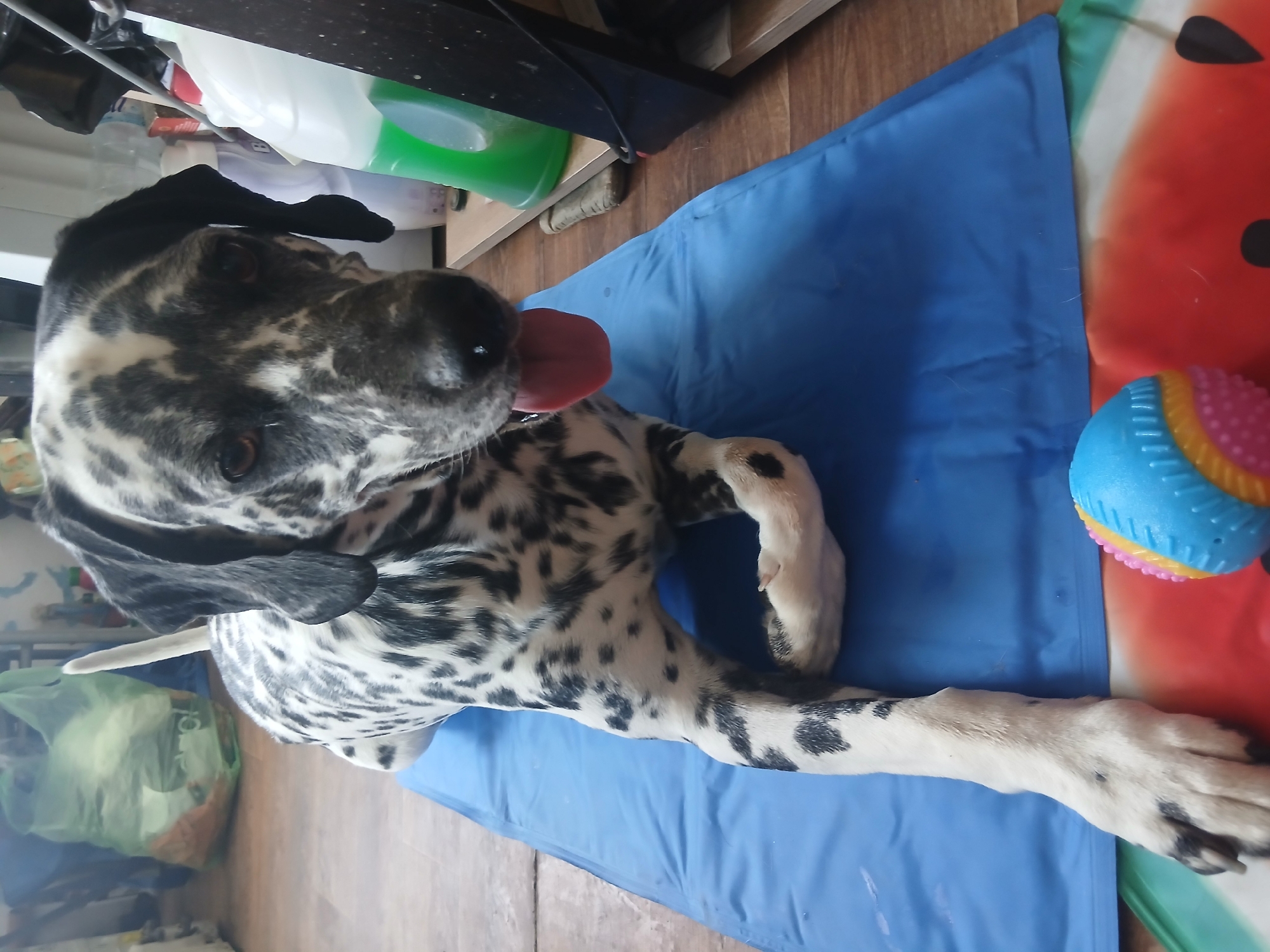 A Dalmatian dog lies on a blue mat. The dog's coat is white with black spots. Its tongue is sticking out. Next to the dog is a colorful ball toy. In the background, there are bottles of liquid and a green plastic bag. The dog appears relaxed and comfortable. The lighting suggests it could be daytime, but there are no clear indicators of the specific time or weather. The scene is indoors, on a wooden floor.