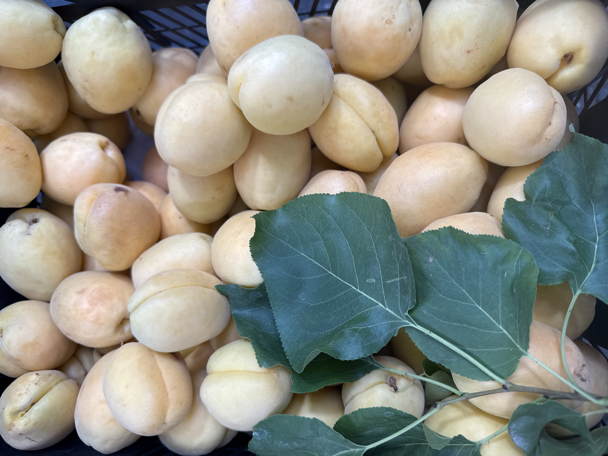 This is a close-up, top-down shot of a crate filled with ripe apricots. The apricots are predominantly pale yellow with hints of orange, and they are packed tightly together. Several large, vibrant green apricot leaves are interspersed among the fruit, with stems visible. The scene appears to be in an outdoor market or grocery store, possibly in Yerevan, Armenia, given the context of apricots being a common fruit in the region. No people are visible in the image.