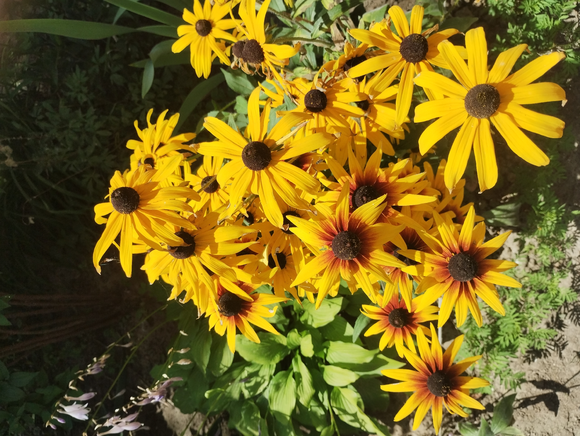 A close-up, overhead view captures a dense cluster of bright yellow Black-eyed Susan flowers in bloom. The flowers, with their characteristic dark brown centers and ray florets, fill the majority of the frame. In the background, out-of-focus elements include dark green foliage, thin brown stems, and delicate, pale purple bell-shaped flowers, suggesting a garden setting. The ground beneath the flowers is visible in places, appearing as a mix of dirt and small green plants, casting subtle shadows. This scene is likely found in a garden within the city of Sumy, Ukraine.