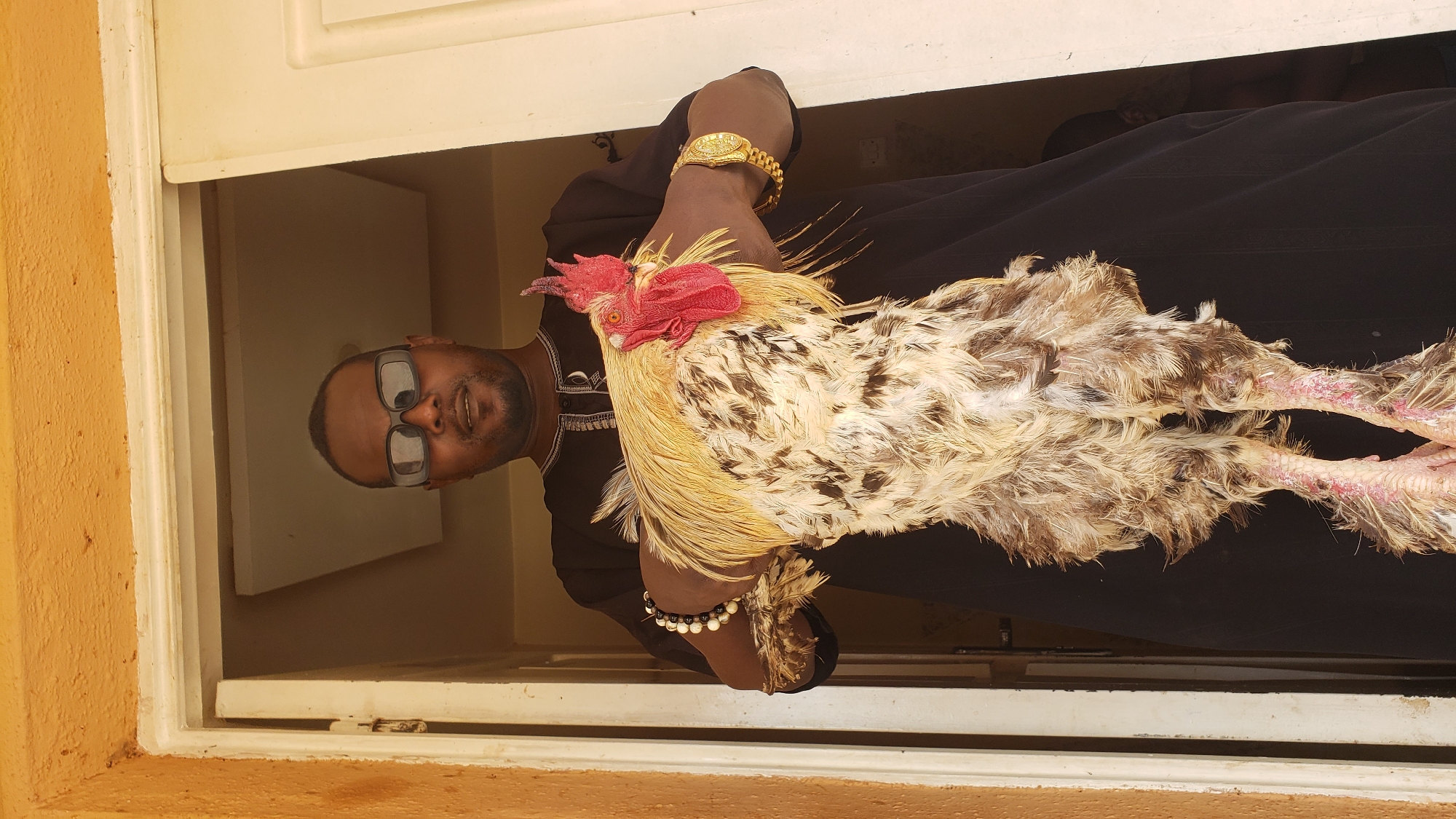 A man is captured in a vertically oriented image, seen through a window or doorway in Sabon Tasha, Nigeria. He is a person of color with a dark beard and mustache, wearing square-framed glasses, and looking towards the camera with a slight smile. He is dressed in a dark, possibly traditional, garment with light embroidery around the collar. On his right wrist, he wears a prominent gold-colored watch, and on his left, a black and white beaded bracelet.
The man is holding a rooster upside down in his arms. The rooster is a medium-sized bird with a striking appearance, featuring mostly white, beige, and light brown feathers, interspersed with dark brown or black speckles on its body. Its head is adorned with a vibrant red comb and wattle, and its legs are a pinkish hue. The rooster appears calm and is being held steadily by the man.
The setting outside the window/doorway on the left reveals a textured, orange-yellow wall, suggesting an exterior building facade under natural daylight. The interior space behind the man is dimly lit, with light-colored walls or a door frame visible. The overall scene appears to be a casual, daytime moment, possibly showcasing a domestic animal. There is no visible text in the image.