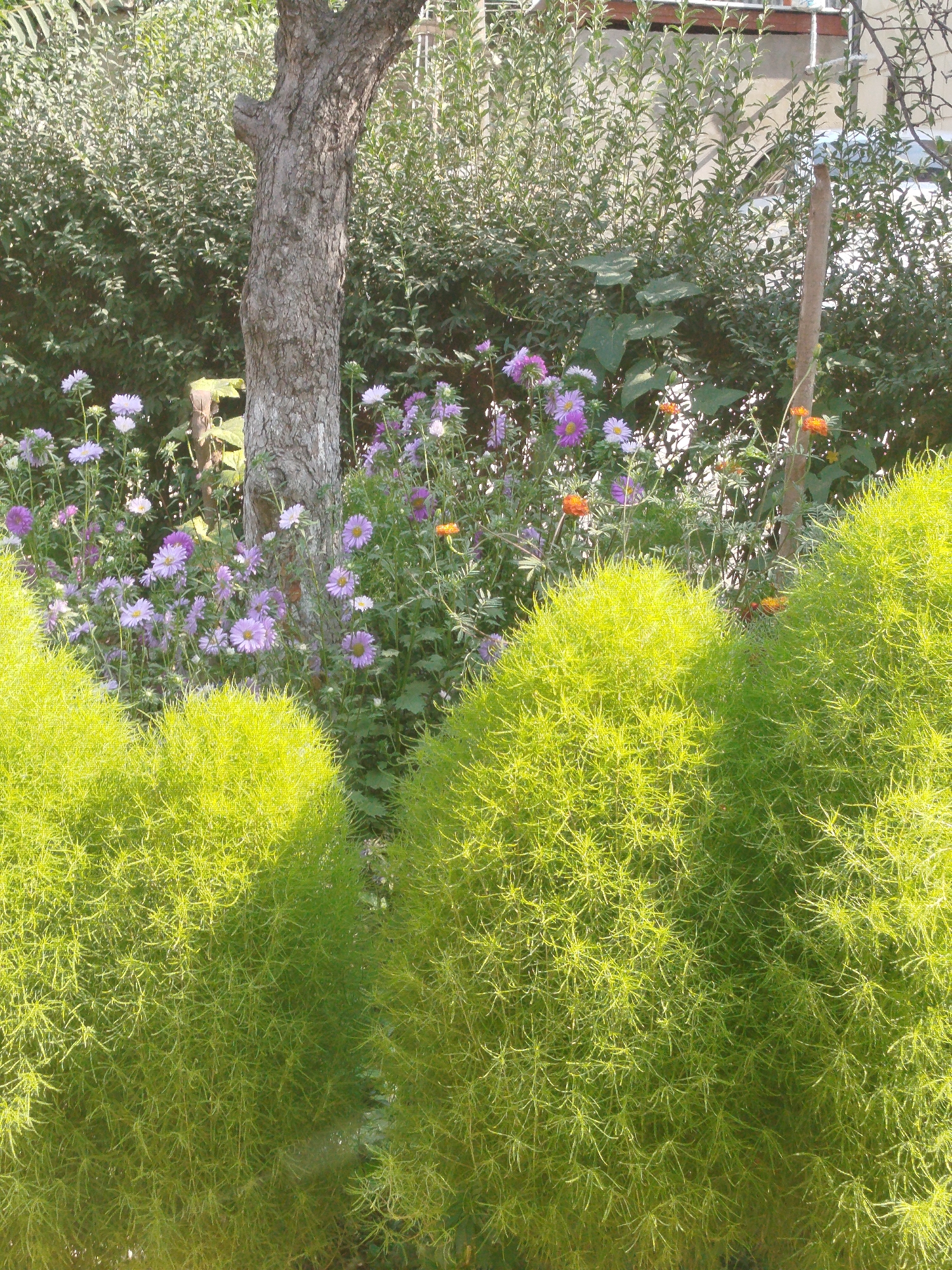 This image depicts a garden scene, likely located in Orozbekov, Kyrgyzstan, bathed in bright sunlight. In the foreground, two large, rounded bushes of feathery, chartreuse-green foliage dominate the lower portion of the frame. Behind these bushes, a cluster of delicate flowers in shades of purple, white, and pink are in bloom, interspersed with taller, slender green stems. To the left of the flowers, the rough, gray bark of a tree trunk is visible, ascending vertically. Further back, a dense backdrop of dark green foliage creates a lush wall, with glimpses of a building's facade and a fence suggesting a residential or urban edge to the garden. A thin, vertical wooden stake stands amongst the flowers, a subtle man-made element in the natural setting. The overall impression is one of a vibrant, sun-drenched garden, perhaps a private yard or a public green space within the city.