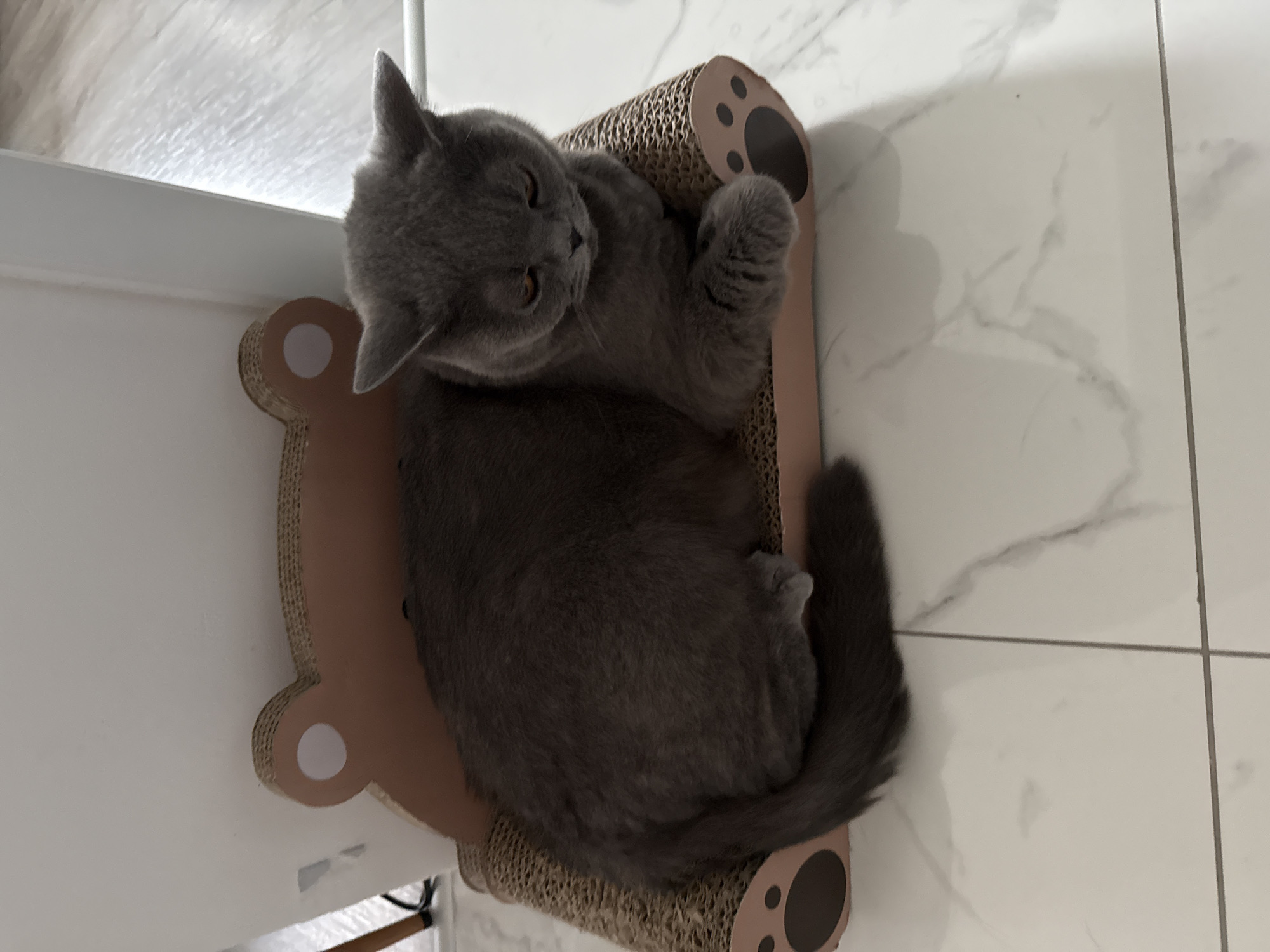 A grey British Shorthair cat is resting on a cardboard cat scratcher shaped like a bear. The cat is lying down with its head resting on its paws, its eyes are partially closed. The cat scratcher is on a white tiled floor with grey veining. The background shows a white wall and a portion of a wooden floor. The scene appears to be indoors, likely in a home. The location in the city of Zielona Góra, Poland, is not discernible from the image itself.