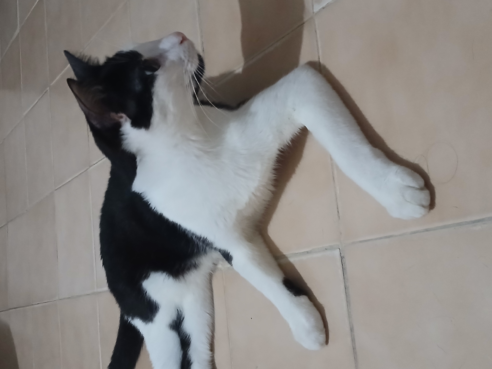 An indoor scene in Ciudad Guayana, Venezuela, depicts a domestic short-haired cat lying on a tiled floor. The cat is bicolored, predominantly white with significant black markings on its head, ears, back, and tail. Its face, chest, belly, and legs are white, with a small black patch visible on its rear left leg. The cat is oriented with its body extended across the lower half of the frame, resting on its left side. Its head is turned to the right, looking out of frame, with visible black whiskers and a pink nose. Its front paws are extended forward, and its hind legs are stretched backward. The floor consists of light beige or tan ceramic square tiles with dark, thin grout lines. A soft shadow of the cat is cast on the tiled surface to its right. No other subjects or objects are present, and no human interaction is depicted.