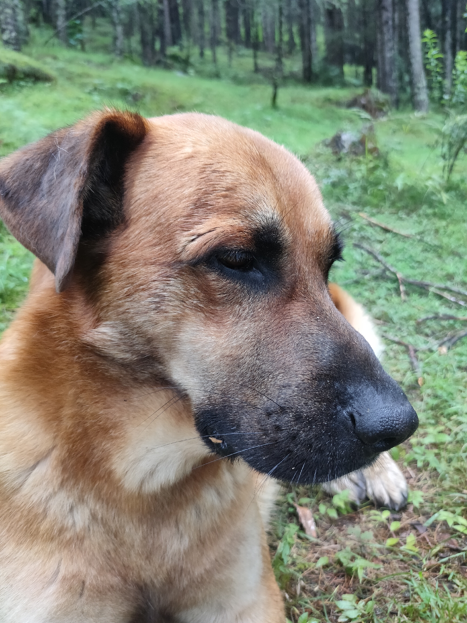 This is a close-up, eye-level, portrait photograph of a medium-sized dog with tan and brown fur. The dog's head is turned to the right, with its eyes partially closed. Its nose is black and wet, and its ears are floppy. The dog is lying down on the ground, which is covered in green grass, fallen leaves, and small branches. In the background, there is a forest with tall, thin trees. The lighting is dim and overcast, suggesting it may be a cloudy day or evening. The image does not show any people, signs of human activity, or specific Manali landmarks.