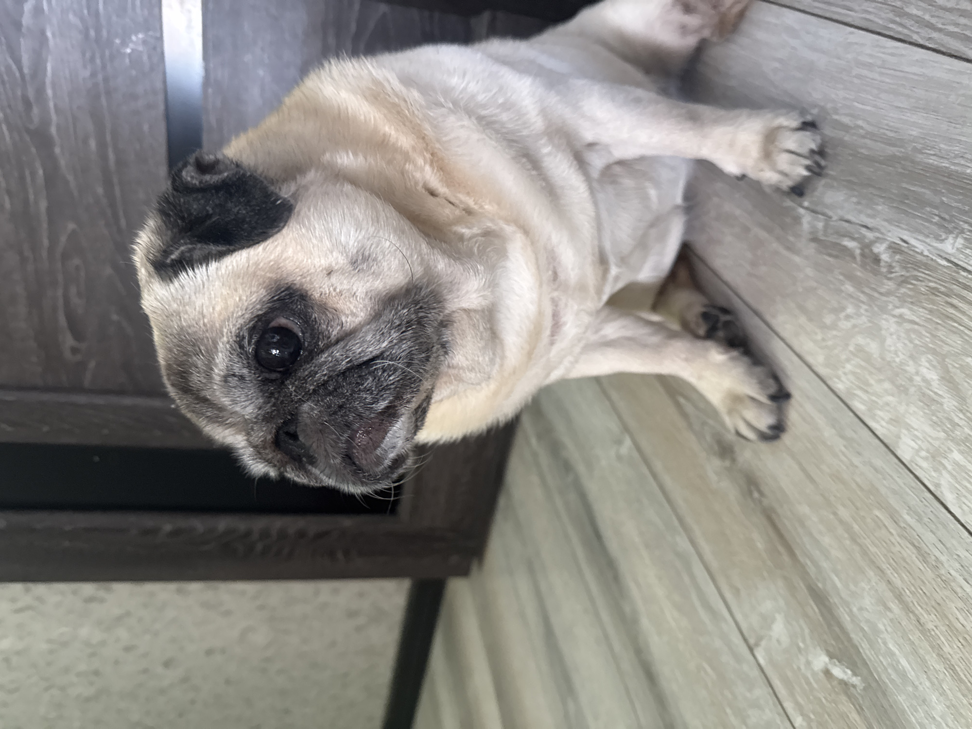A fawn-colored pug dog is sitting on a light-colored wooden floor. The dog is facing to the left of the frame, with its head turned slightly towards the viewer. The dog has dark markings around its eyes and ears, and its muzzle is black. The background consists of a dark wooden door and a patterned wall. The lighting in the image is soft and natural. No specific location in Bishkek City, Kyrgyzstan, can be determined from the image.