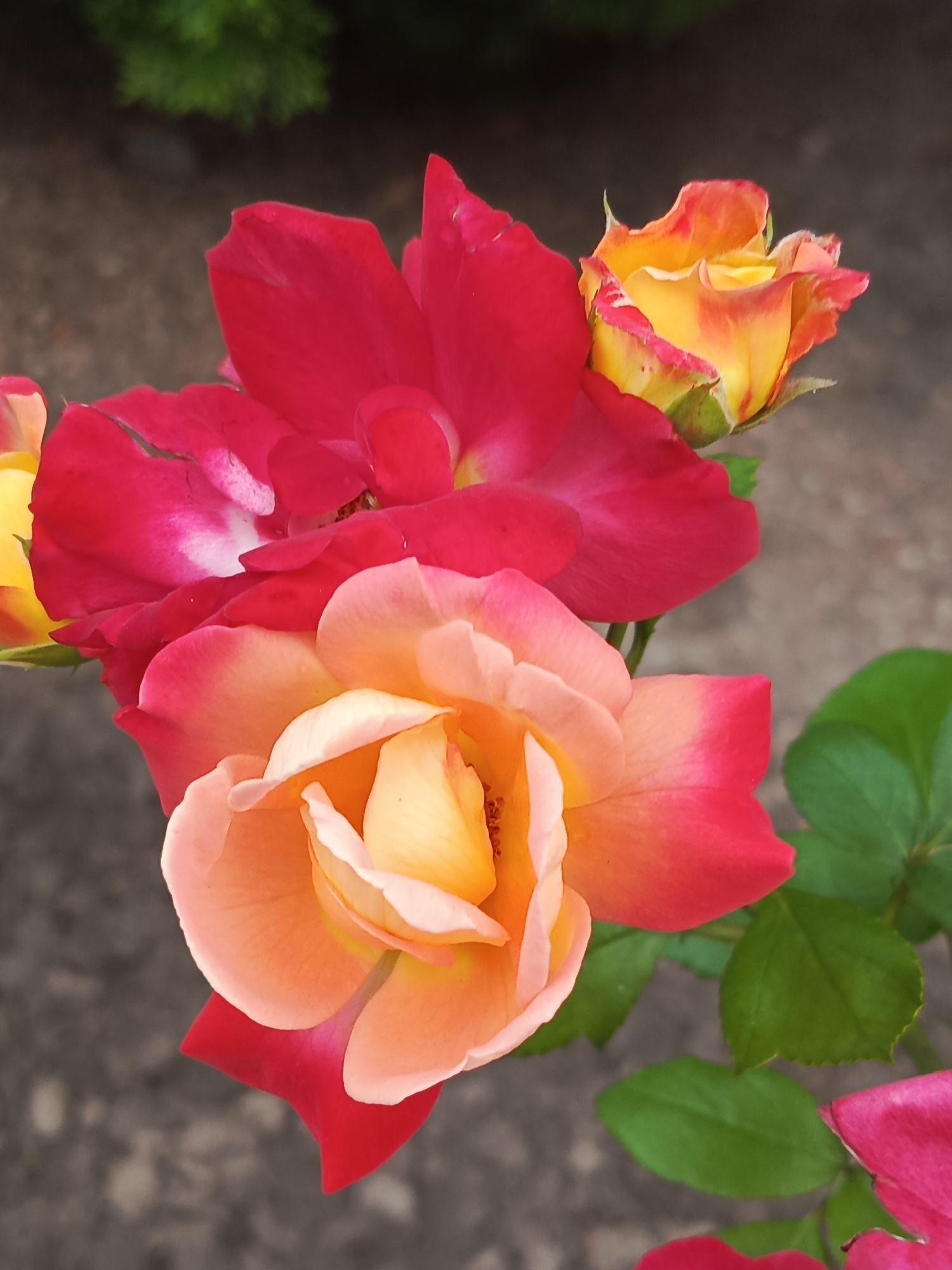 A close-up, eye-level shot captures a cluster of blooming roses against a dark, pebbled ground. The roses display a gradient of colors, from vibrant red on the upper left, fading to pink and orange in the center, and a hint of yellow peaking through the center. A small bud with yellow and orange petals is visible to the upper right, with red trim. The leaves of the rose bush are a deep green. The background is blurred, suggesting an outdoor environment in an unspecified urban location.