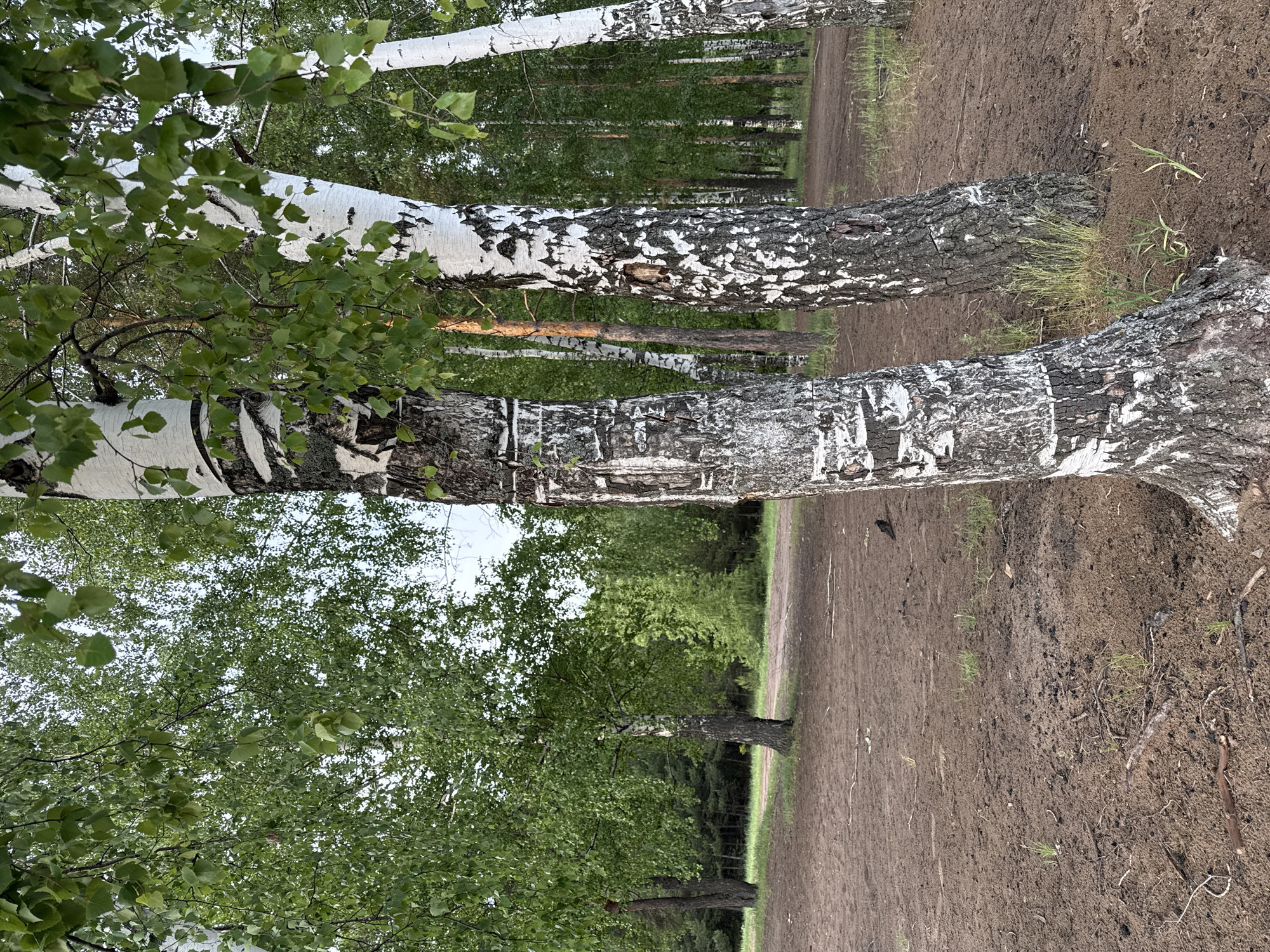 The image shows a forest scene, likely in the vicinity of Noviy Urengoy, Russia, given the presence of birch trees which are common in the region. The scene includes a dirt path or road running through the trees. Several birch trees with their distinctive white bark and black markings are prominently featured. Lush green foliage is visible on the trees, suggesting a summer or late spring setting. The ground consists of dirt and some vegetation. There is no visible presence of people or animals in the image. The lighting suggests the photo was taken during the day, likely in natural light.