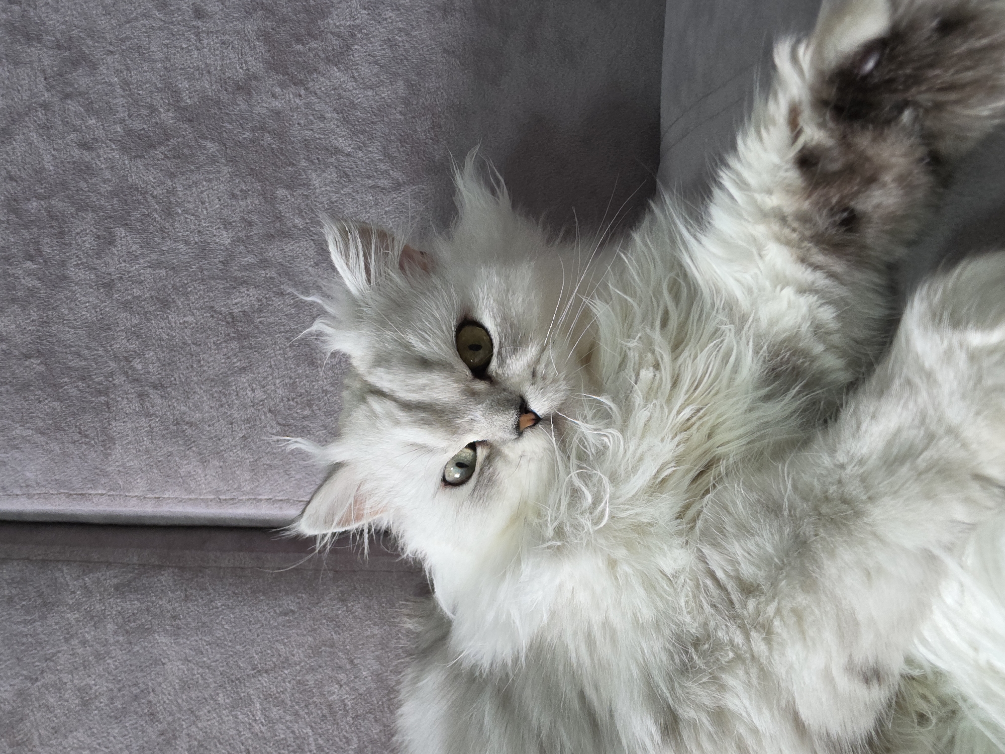 The image shows a fluffy white cat with green eyes, lying on a gray sofa. The cat's fur is long and appears slightly messy. Its head is turned towards the camera, with one eye partially closed. The background is a textured gray surface, likely the back of the sofa. The lighting suggests an indoor setting. There is no information about the location being Novocheboksarsk, Russia.