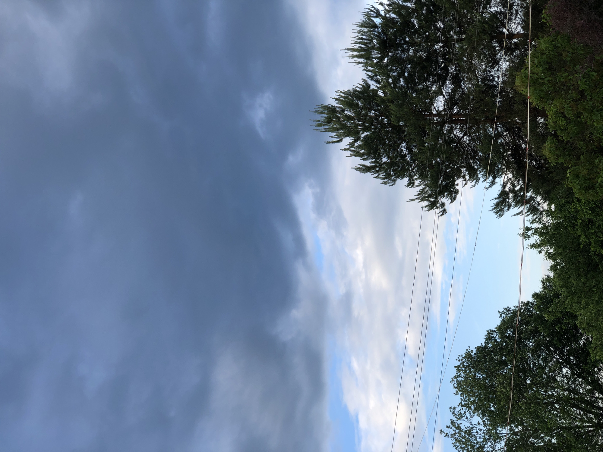 This is a vertical, medium-angle outdoor shot of a cloudy sky above a line of trees and power lines. The sky is filled with dark, ominous storm clouds that cover most of the upper portion of the image, with patches of lighter blue and white clouds visible toward the horizon. Two prominent pine trees with dark green needles are positioned on the right side of the image, reaching up into the clouds. To the left of the pines, a denser line of deciduous trees with dark green foliage forms the bottom of the frame. Several thin, dark power lines crisscross horizontally across the image, intersecting with the trees. The image appears to have been taken during the day, possibly before or during a rain shower, given the heavy cloud cover. The overall mood is somber and somewhat dramatic, due to the dark clouds. The location is Zhukovo, Russia.