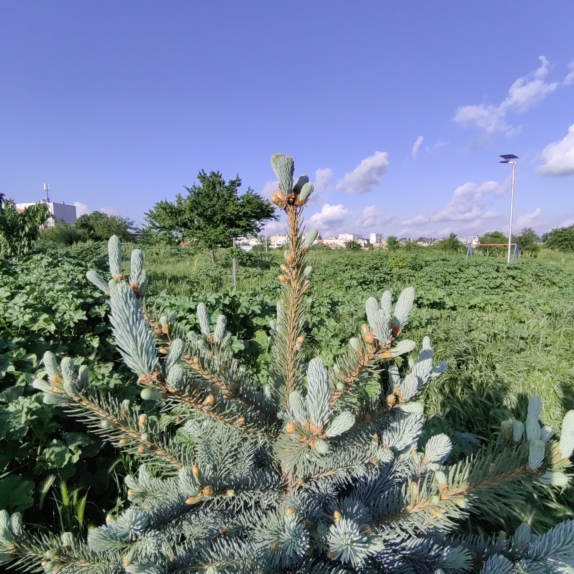 The image shows a close-up of a blue spruce tree in Dobrich, Bulgaria. The tree is in the foreground, with a field of dense, green vegetation behind it. Buildings are visible in the distance, suggesting an urban or suburban setting. A playground is present in the background. The sky is blue with some white clouds. A solar street lamp is visible in the distance. The lighting suggests it is daytime.