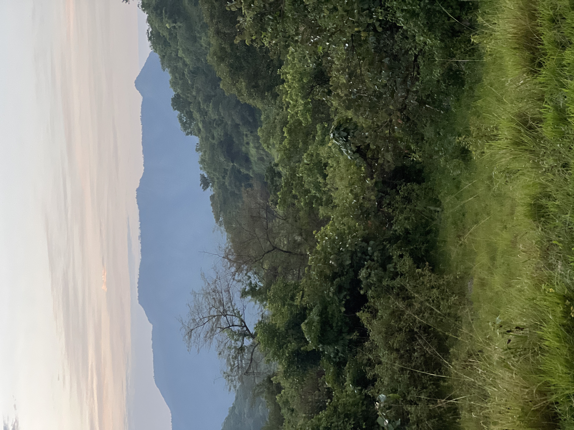 The image depicts a lush, verdant landscape dominated by trees and foliage. In the background, a chain of mountains rises, their peaks softened by a hazy atmosphere. The sky is a pale, ethereal blue, tinged with the soft hues of dawn or dusk. The foreground transitions from dense greenery to a field of tall, wispy grass, suggesting a natural, possibly rural setting.
The scene appears to be a tranquil moment in nature, perhaps early morning or late afternoon, given the soft lighting. There are no visible people or man-made objects, emphasizing the wild, untouched quality of the environment. The dense vegetation and the presence of mountains indicate a location with significant natural beauty, possibly a national park or a remote wilderness area. The overall mood is one of serenity and natural grandeur. The image is oriented vertically.
