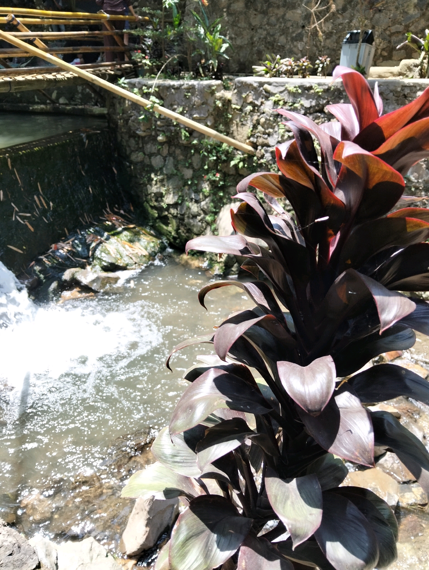 A close-up, eye-level shot captures a vibrant, dark-leaved plant in the foreground, its broad, pointed leaves glistening in the sunlight. The plant's deep maroon and purple hues contrast with the shimmering, sunlit water of a stream flowing to the left. The stream, with visible white foam from a small waterfall, moves over rocks and submerged debris, including fallen leaves and twigs.
In the mid-ground, a stone wall lined with rough-hewn rocks forms the edge of the stream bank. Behind the wall, sparse greenery and some smaller plants grow. A grey and black trash bin is visible on top of the stone wall. A bamboo structure, likely a walkway or railing, extends diagonally across the upper left portion of the image, with faint figures of people visible beneath it. The background consists of a textured stone wall and a blurred natural environment. The scene appears to be an outdoor location, possibly a park or a natural water feature within a developed area, which could be located in Subang, Indonesia, given the context of a user query related to the city.