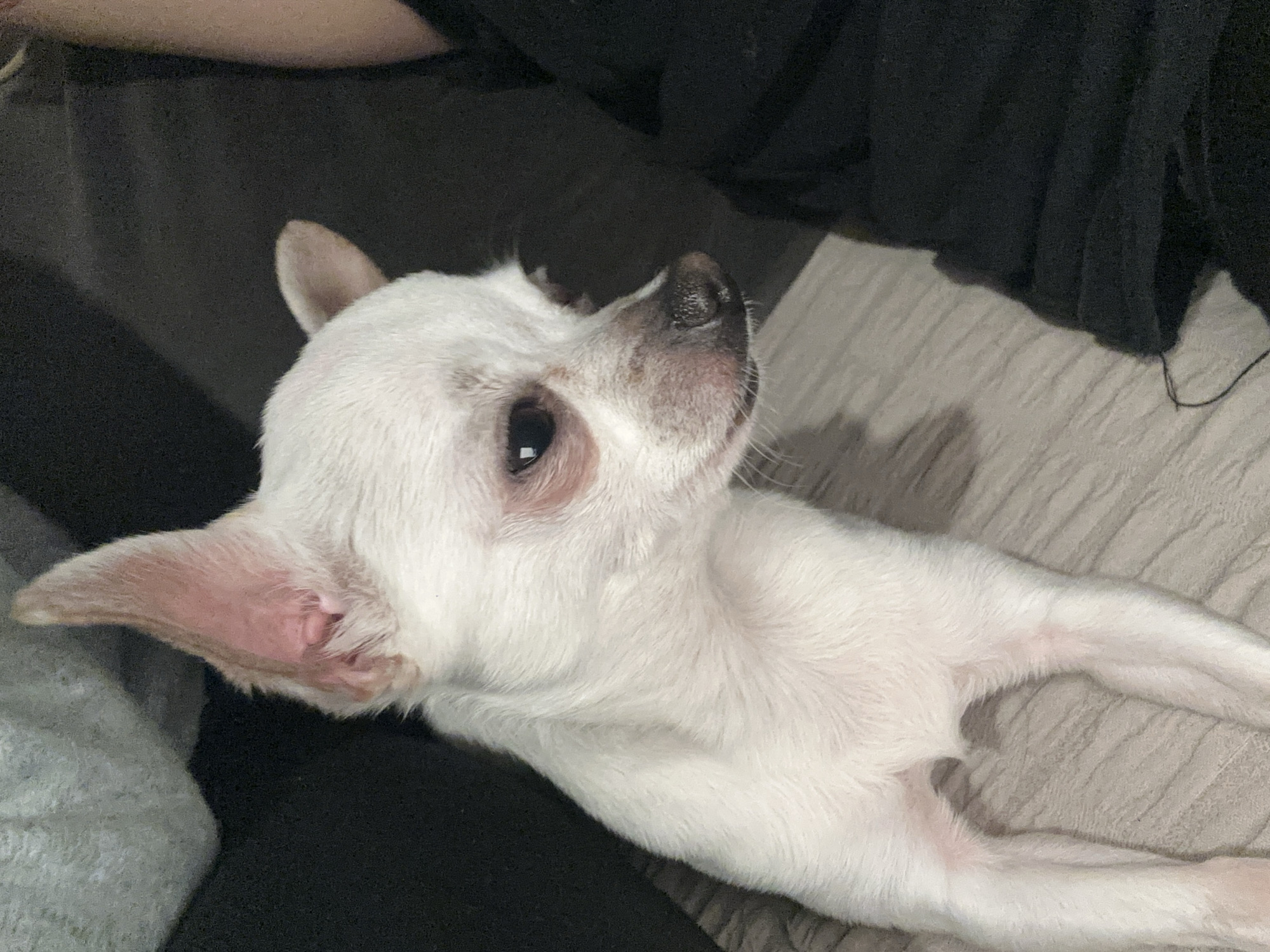 A white Chihuahua dog is lying on a gray patterned surface, possibly a bed or sofa. The dog is positioned with its head facing upwards and to the right. Part of a dark-colored clothing item is visible in the upper portion of the frame.