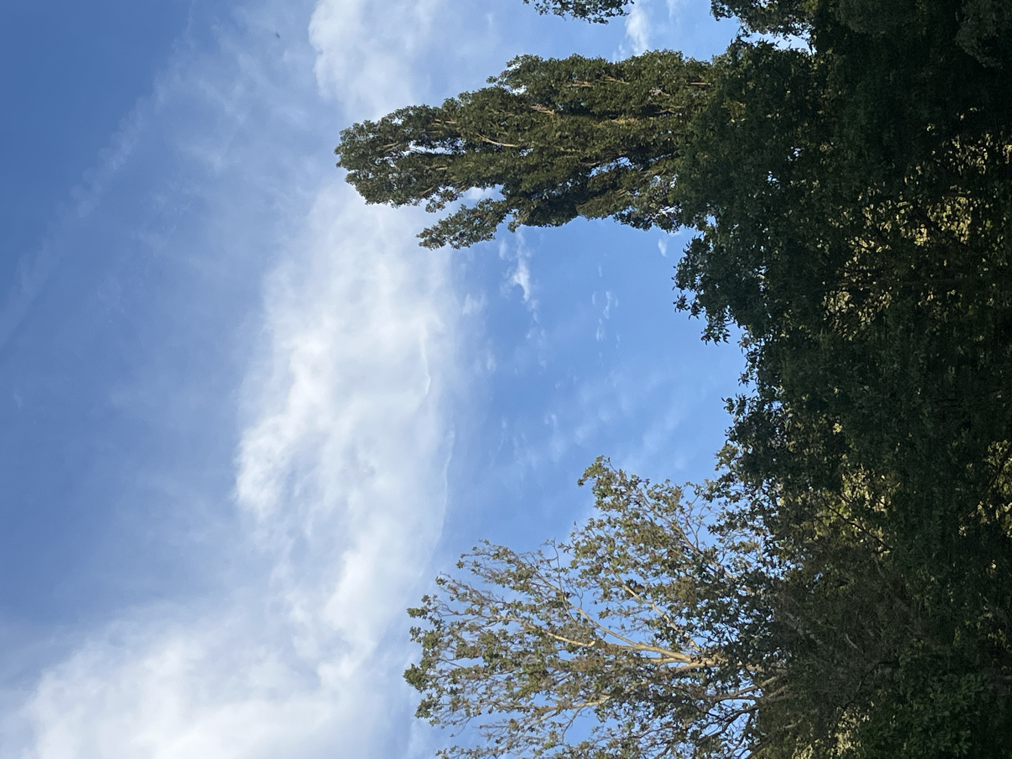 This image depicts an outdoor landscape in Sremski Karlovci Municipality, Serbia, characterized by a dynamic sky and dense tree canopies. The upper two-thirds of the frame are occupied by a clear blue sky interspersed with various white clouds. On the left, a large, diffuse cloud formation extends across the upper-left quadrant, while smaller, scattered clouds are present across the remaining blue expanse. The sky exhibits a gradient, appearing slightly lighter towards the horizon line where it meets the tree line and deeper blue higher up.
The lower third of the image is dominated by the dark green foliage of multiple trees. On the left, a tree with a broad, rounded canopy of medium green leaves extends upwards into the sky, with some lighter branches visible through the foliage. On the right, a significantly taller, slender, and columnar tree with dense, dark green leaves stands prominently, reaching high towards the top of the frame. The base of this tree and the lower parts of the left tree are obscured by a continuous, dense band of trees that forms the bottom edge of the image. This lower layer of trees appears darker, with some patches of sunlit leaves providing highlights against the overall shaded mass. No people, animals, or artificial structures are visible within the scene.