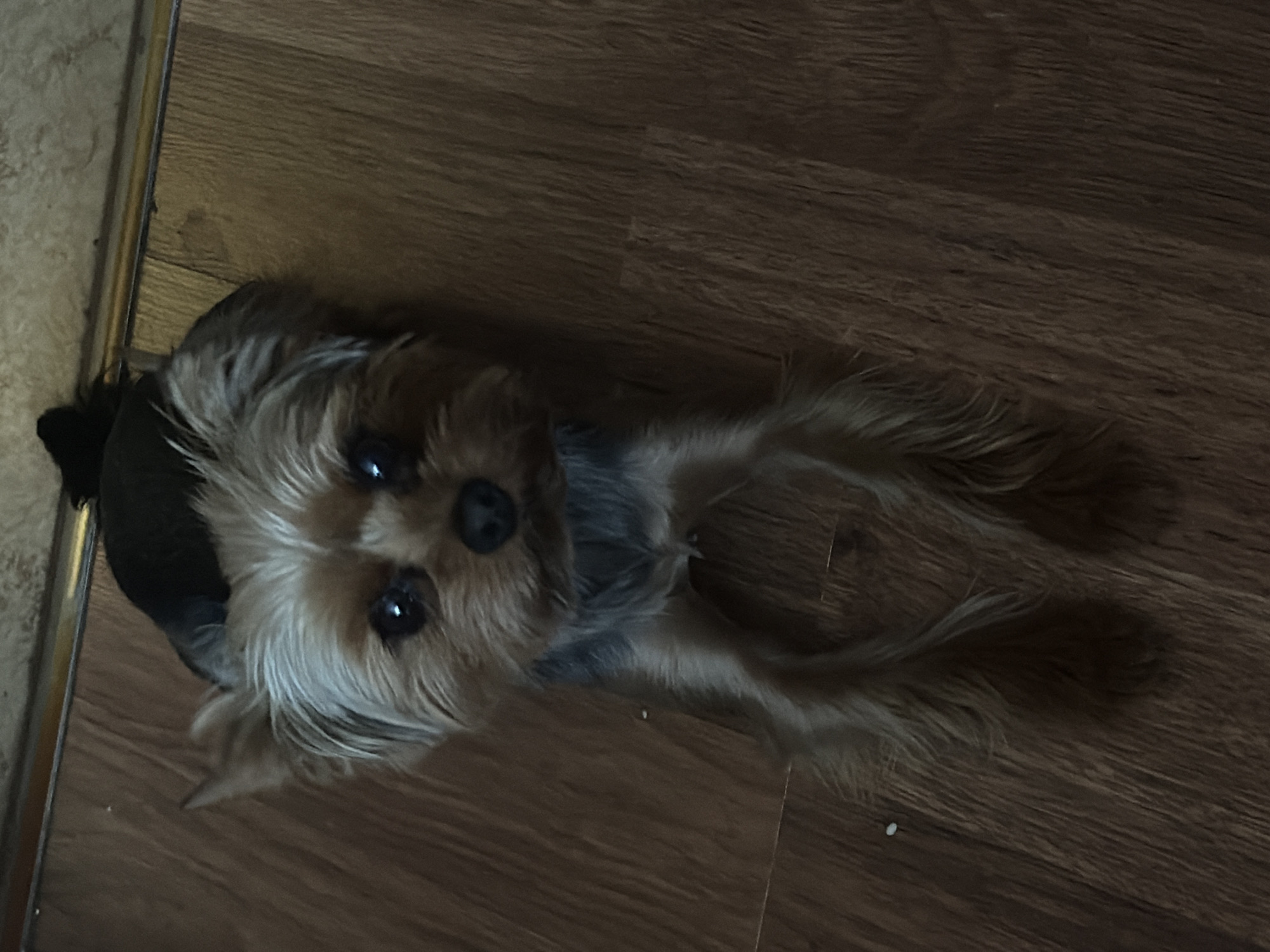 A Yorkshire Terrier lies on a wooden floor, looking up at the camera. The dog has brown and grey fur, with a black nose and dark eyes. Its front paws are splayed out in front of it. The floor is made of dark brown wooden planks, and a thin strip of metal is visible along the top edge of the image. There are no people or other objects visible in the scene. The lighting is dim, creating shadows on the floor. The image is taken from a high angle, looking down at the dog. The location is likely an indoor setting, such as a home. Kolpino, Russia, is a city, but there is no information in the image to confirm its specific location.
