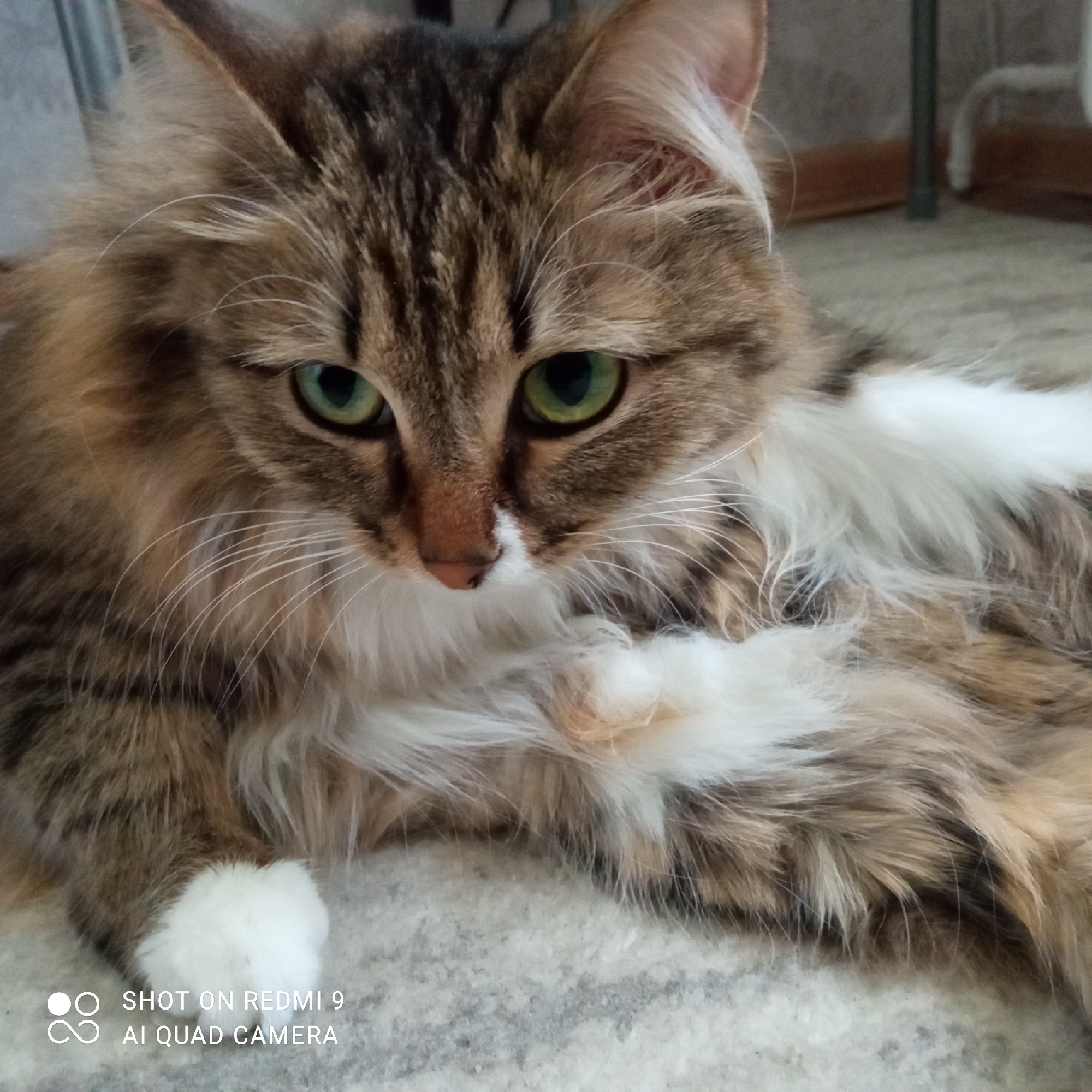 A long-haired tabby cat with green eyes and white paws is lying on a carpet. The cat is looking down. The bottom left corner of the image has the text "SHOT ON REDMI 9 AI QUAD CAMERA". The location is Chaikovsky, Russia.