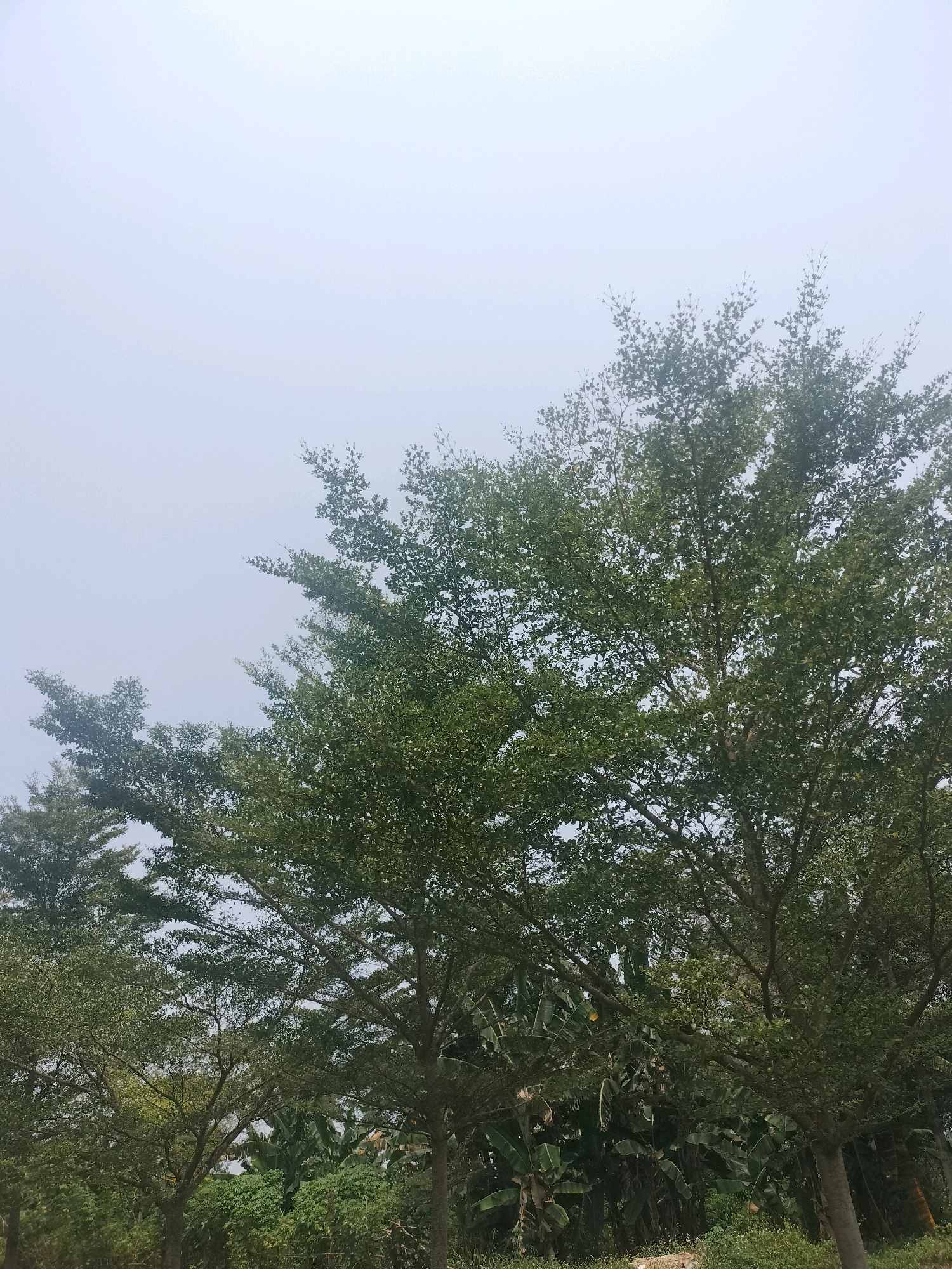The image depicts a densely foliated tree canopy against a pale, overcast sky. The trees are lush and green, with numerous branches and leaves obscuring much of the background. The lower portion of the image shows a glimpse of other vegetation, including what appear to be banana plants, and dense green undergrowth. The scene is consistent with a natural or park-like setting within the tropical environment of Batam, Indonesia, likely an area with abundant greenery and a humid atmosphere suggested by the soft lighting and hazy sky. There are no people or discernible man-made structures visible in the frame.